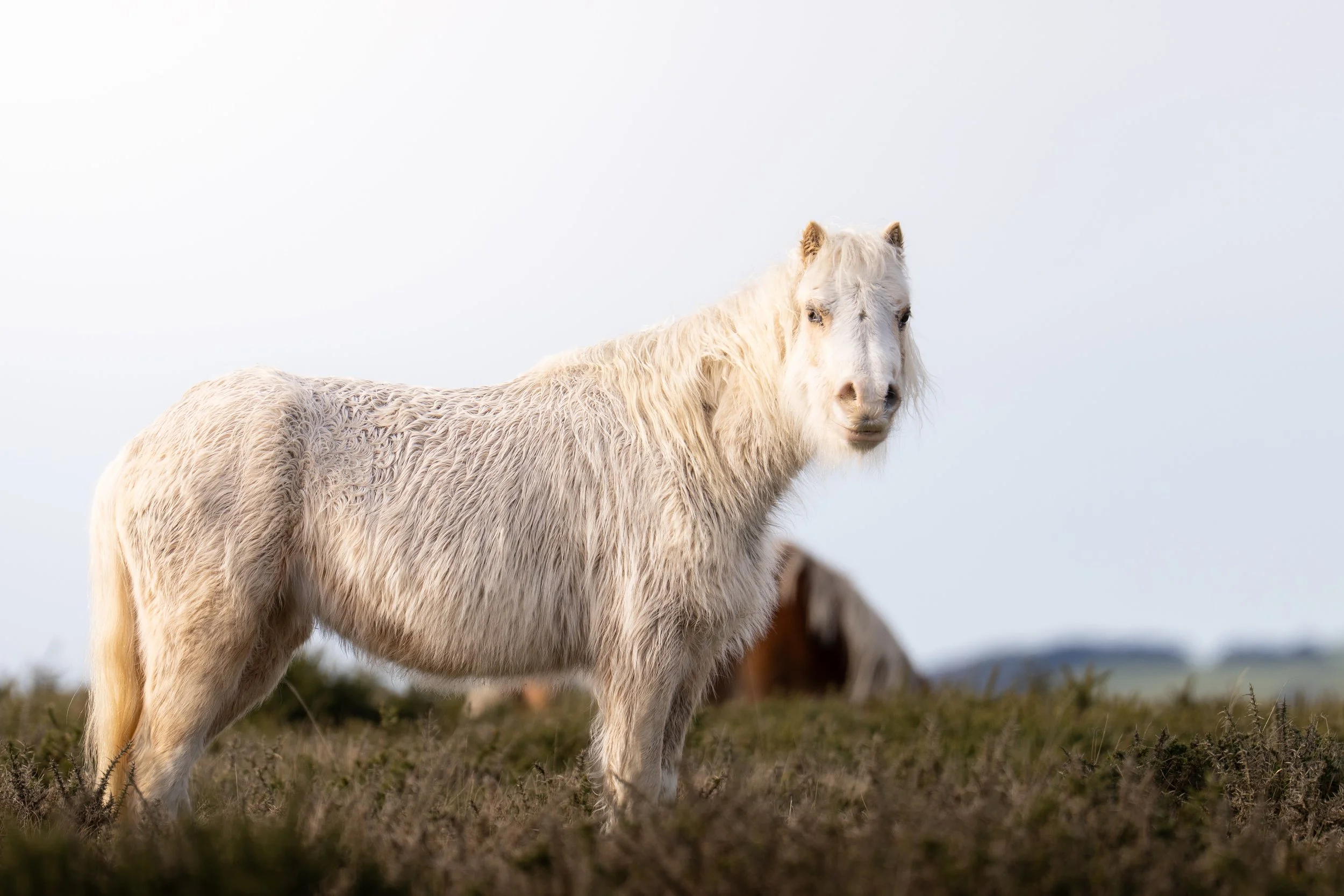 Horse