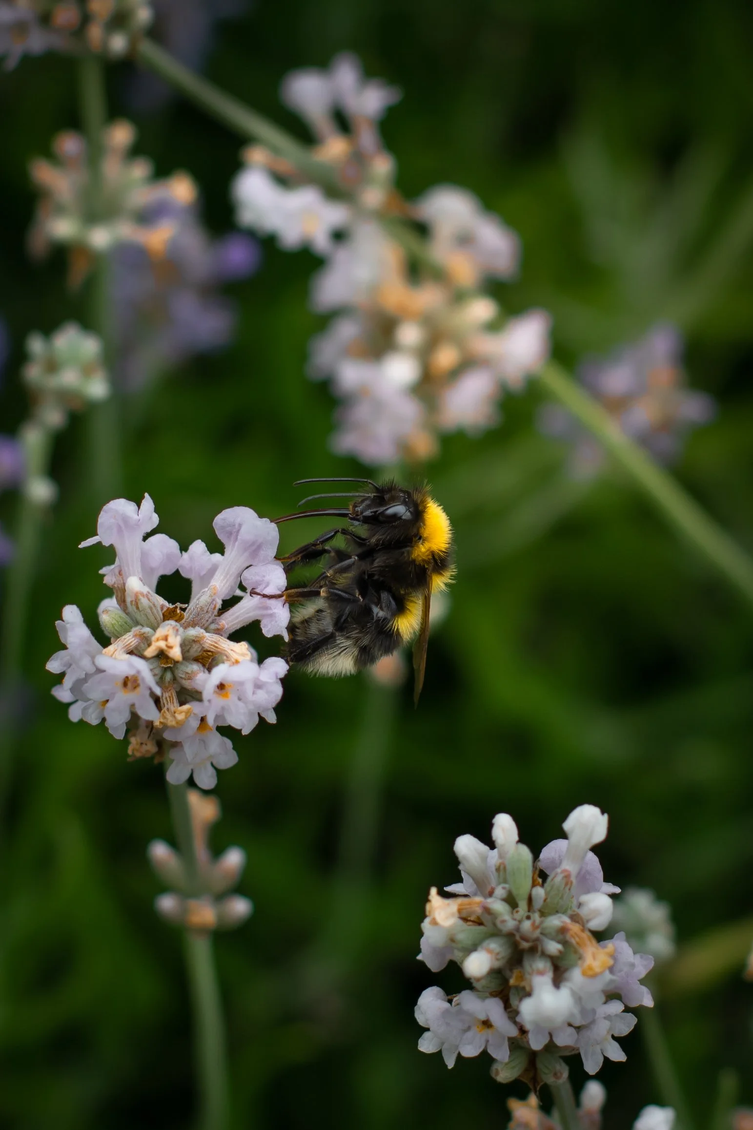 Small Garden Bumblebee