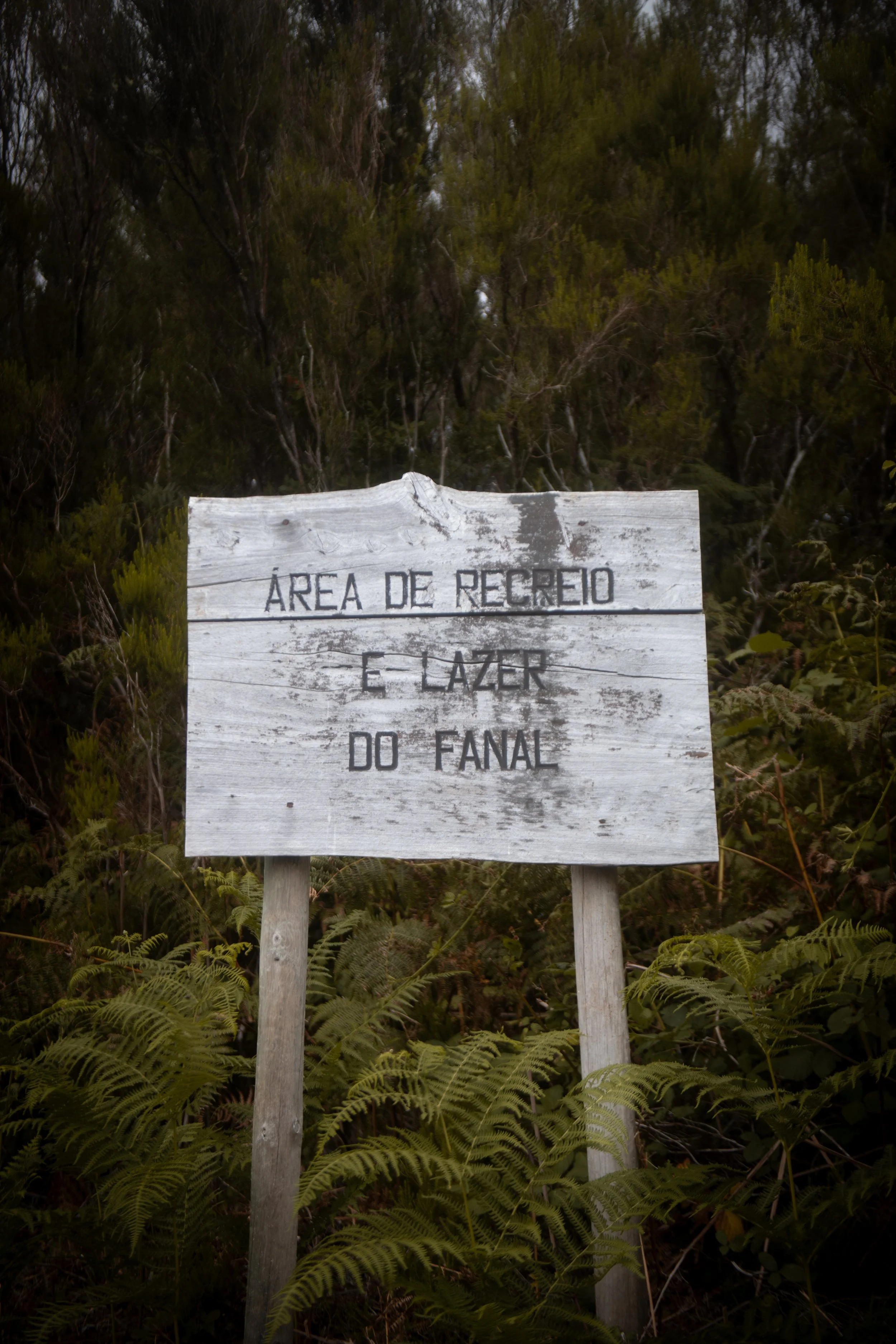 Fanal Forest, Madeira