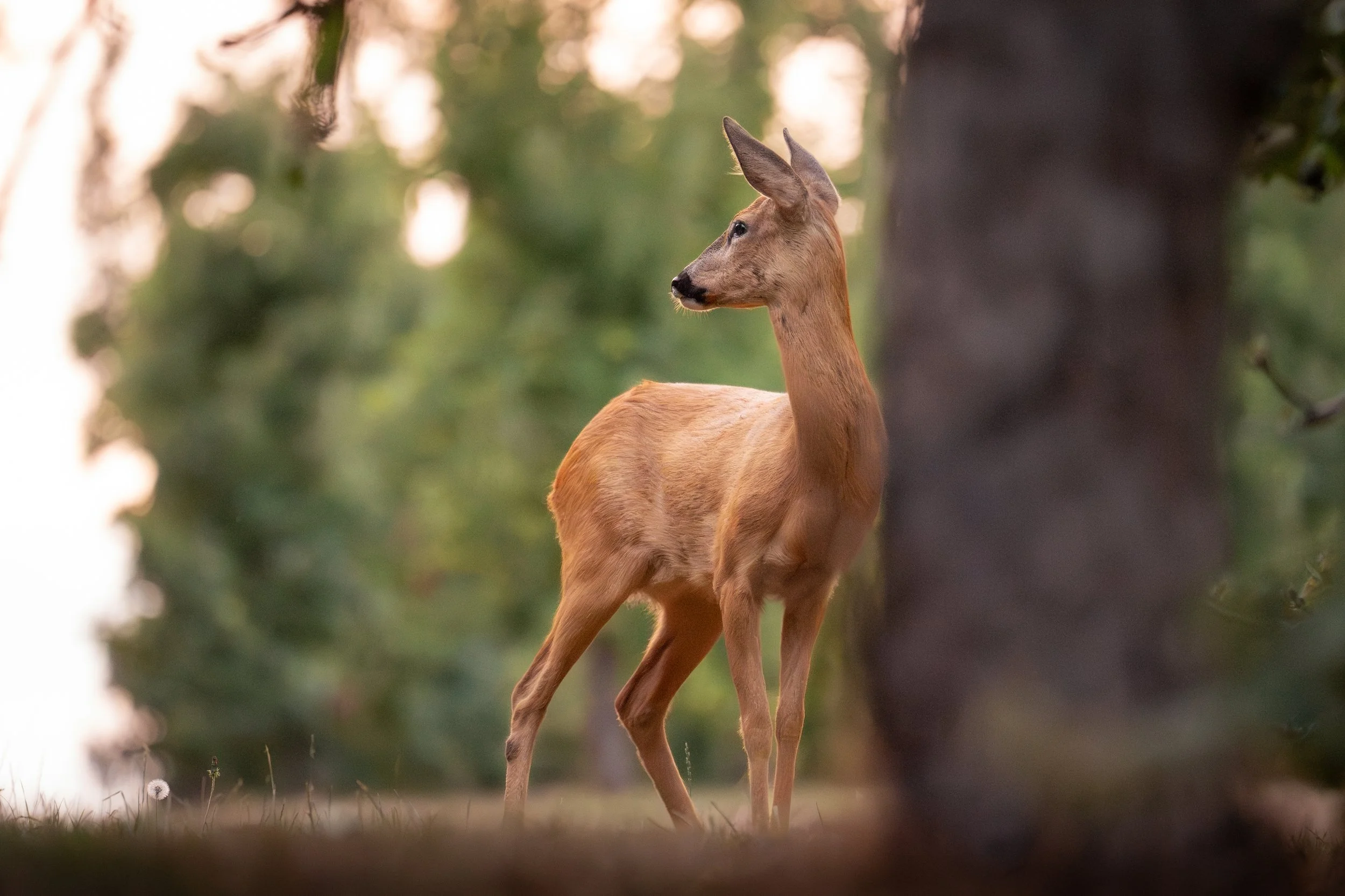Roe Deer