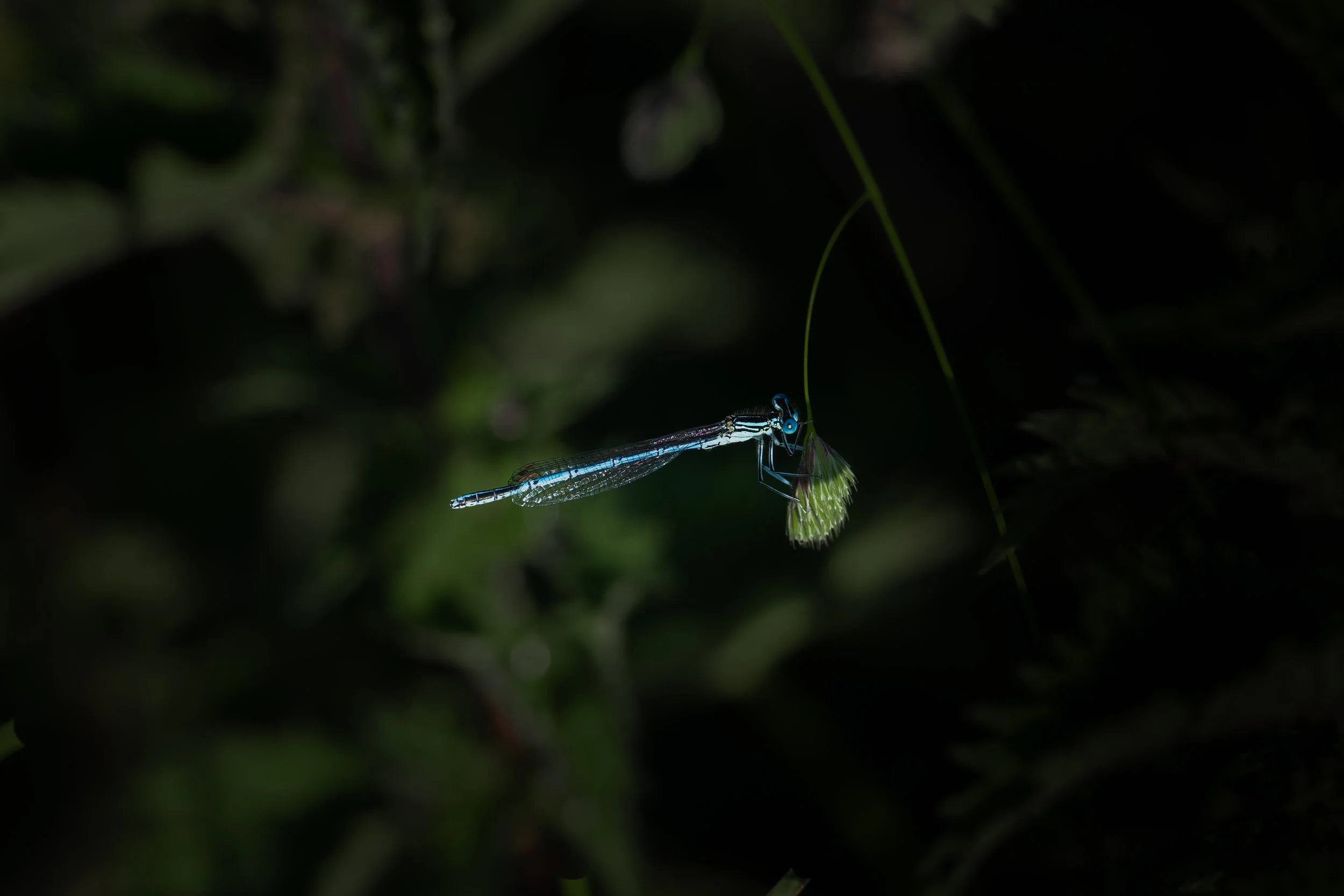 White-Legged Damselfly