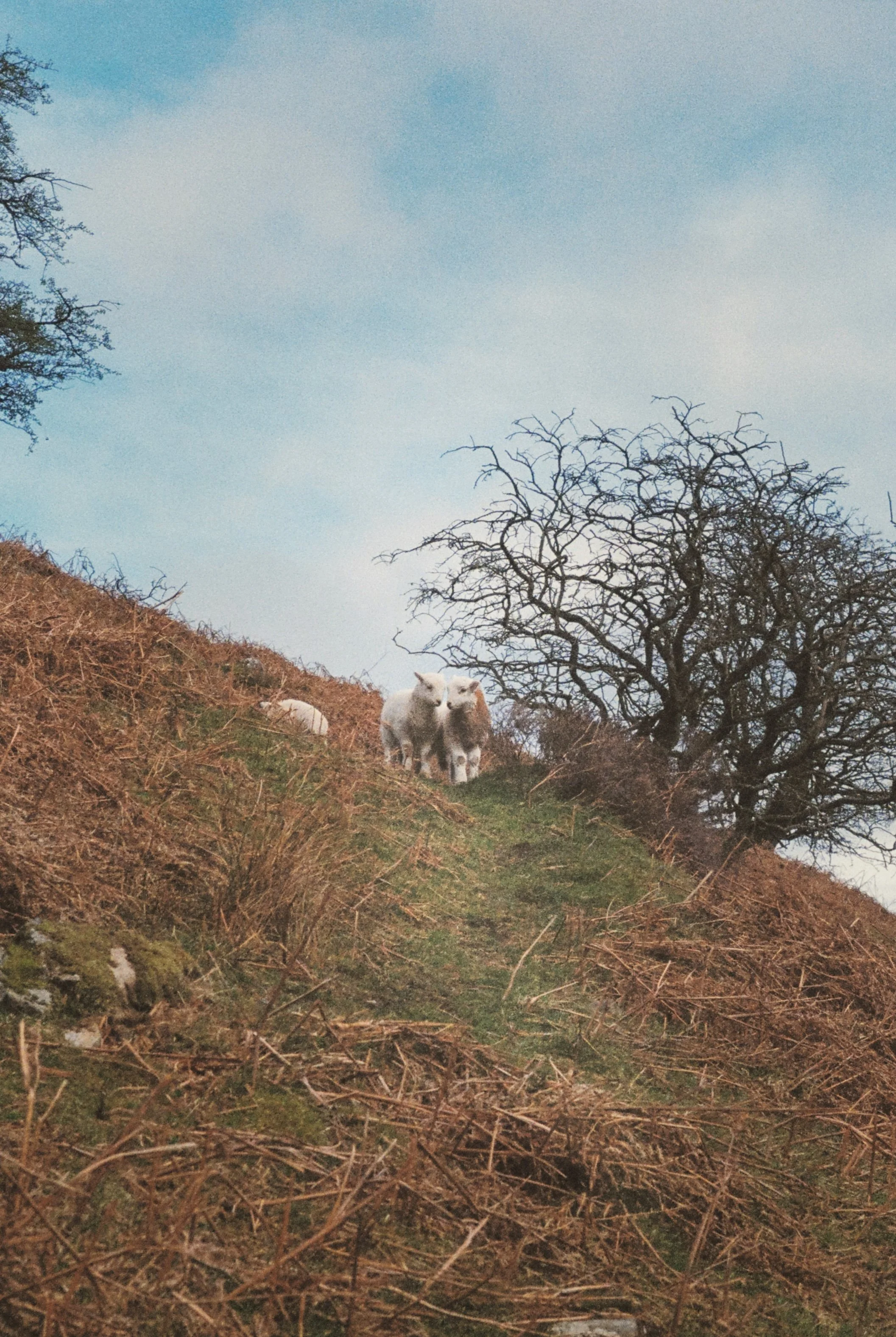 Nikon F3 Kodak Ultramax 400, Carding Mill Valley