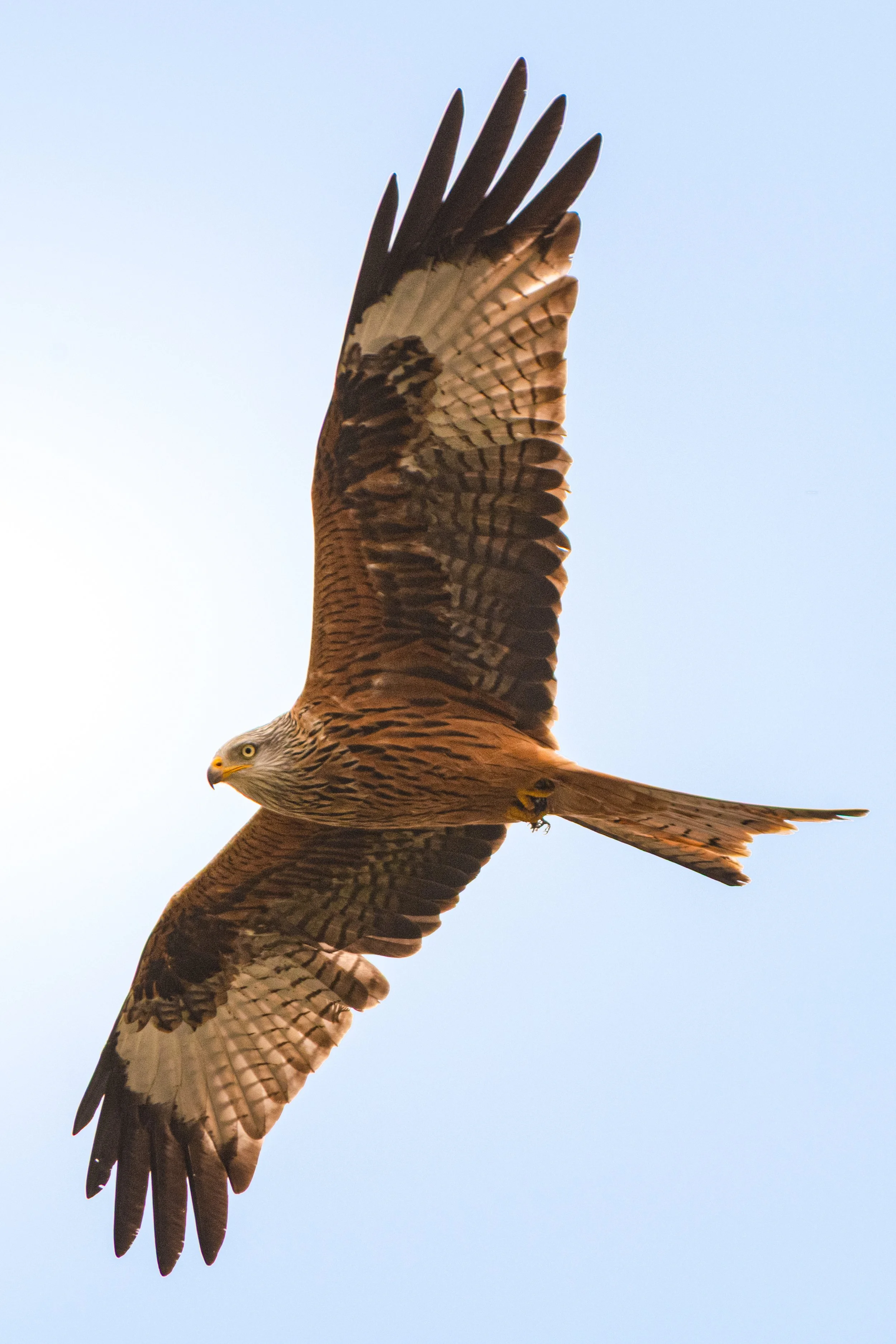 Red Kite