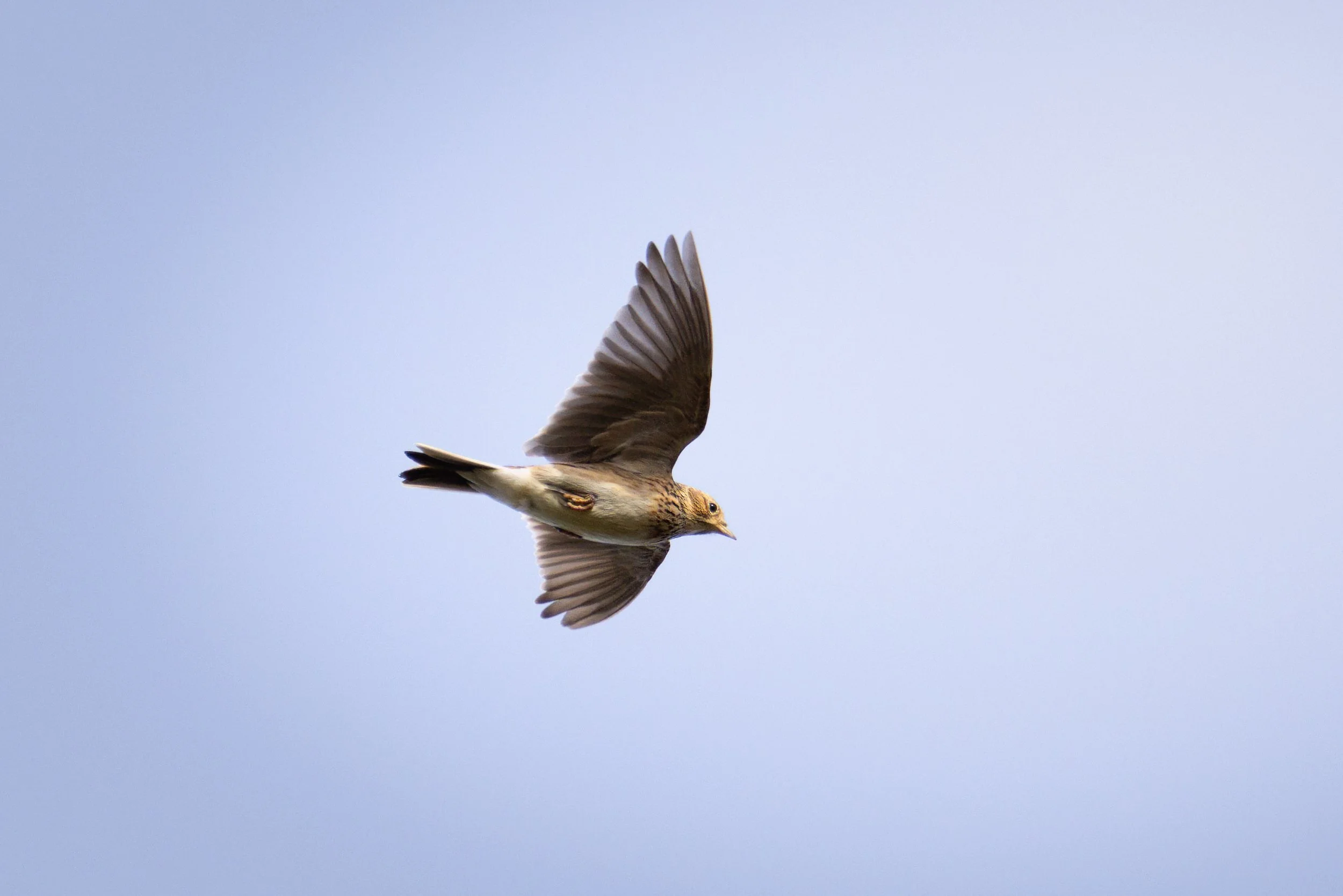 Eurasian Skylark