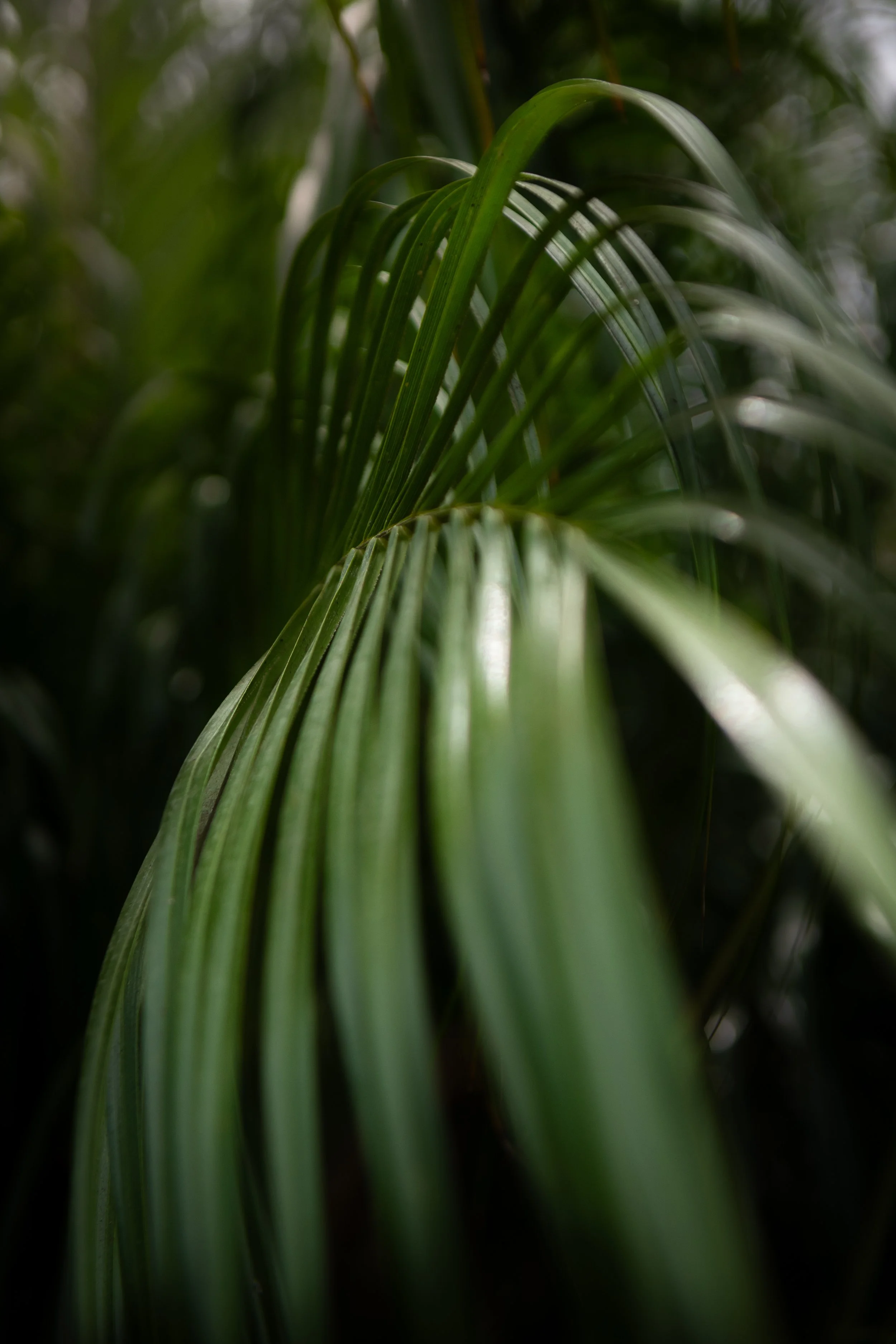 Fanal Forest, Madeira