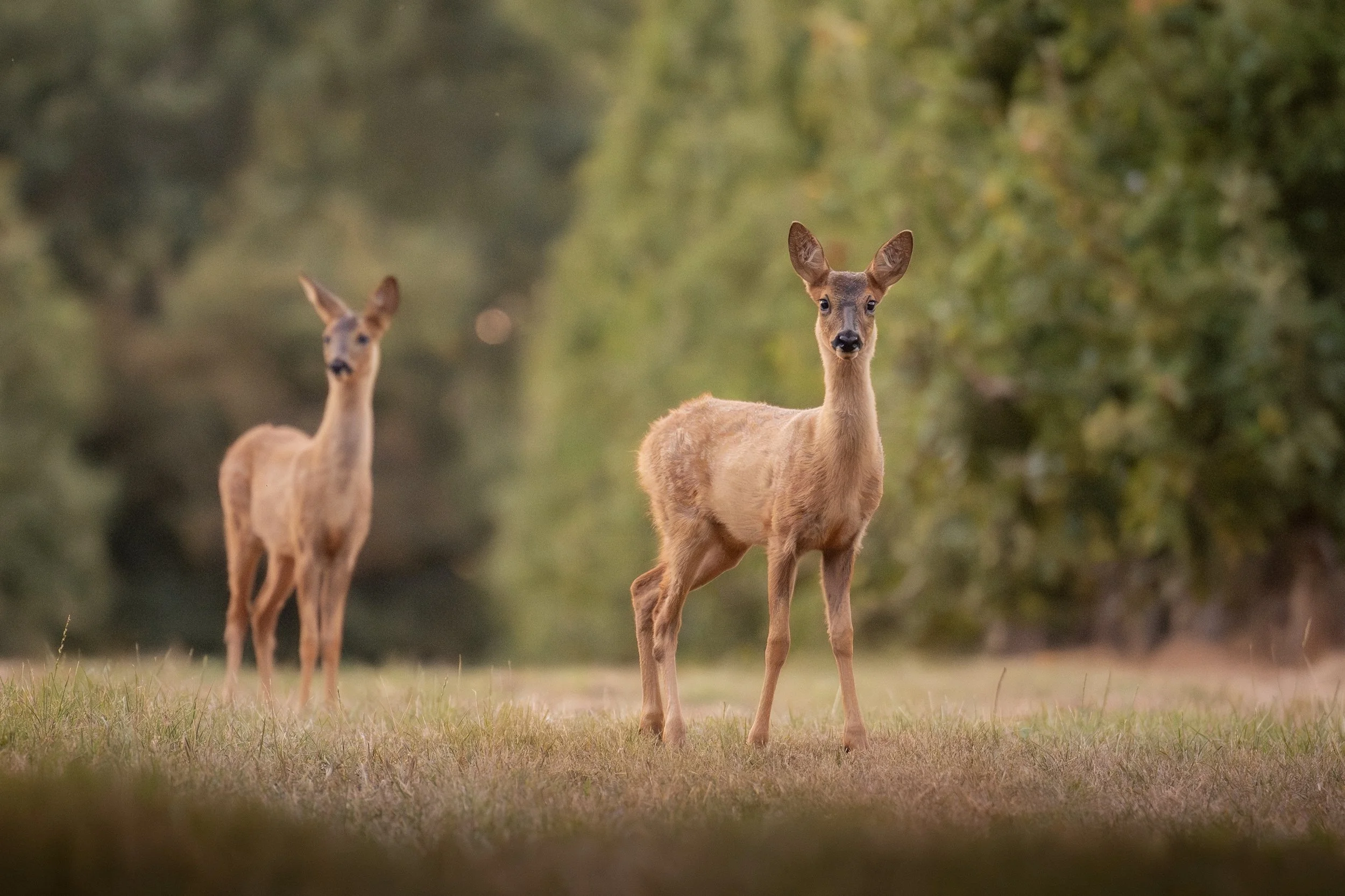 Juvenile Roe Deer
