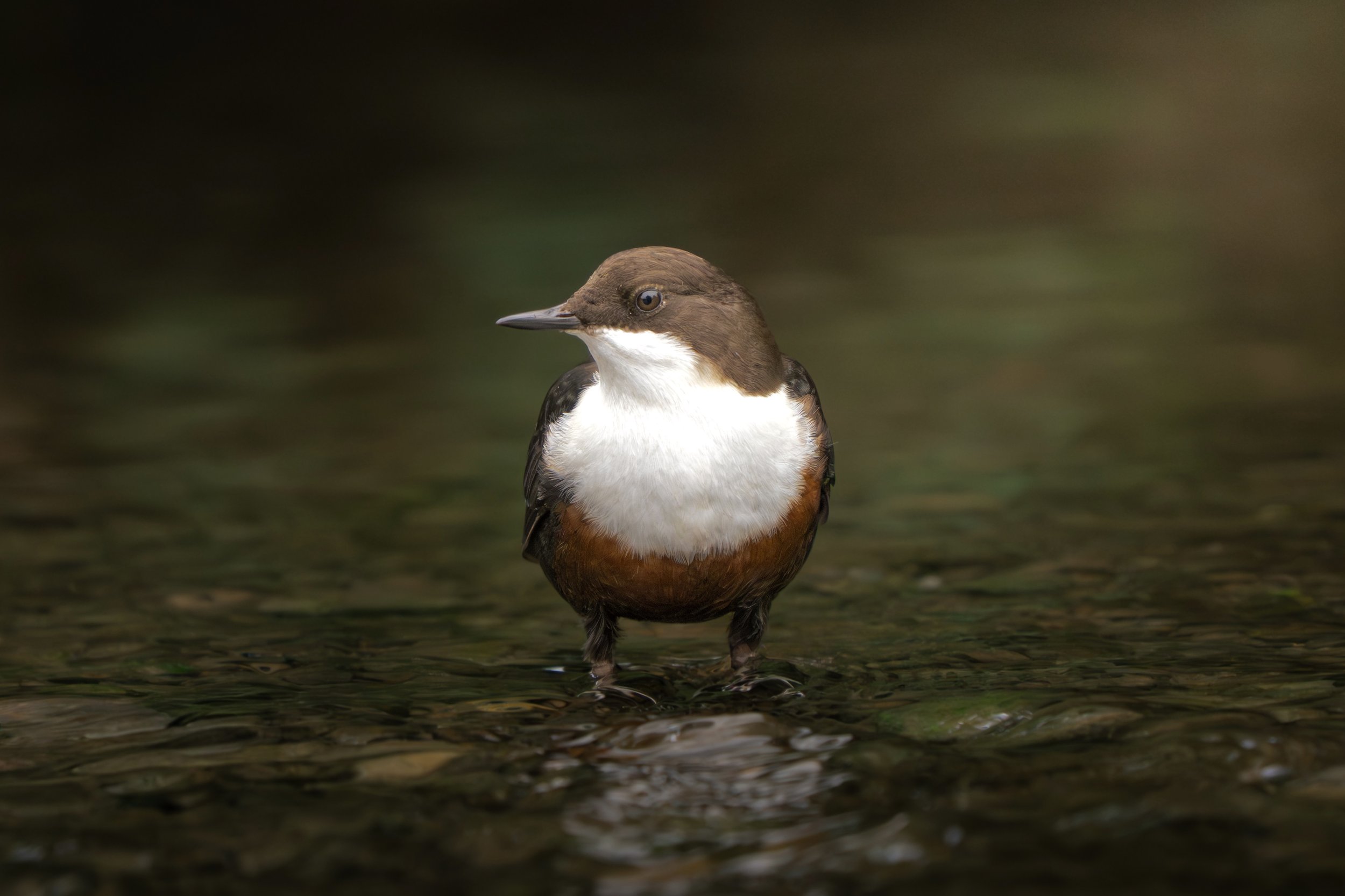 White Throated Dipper