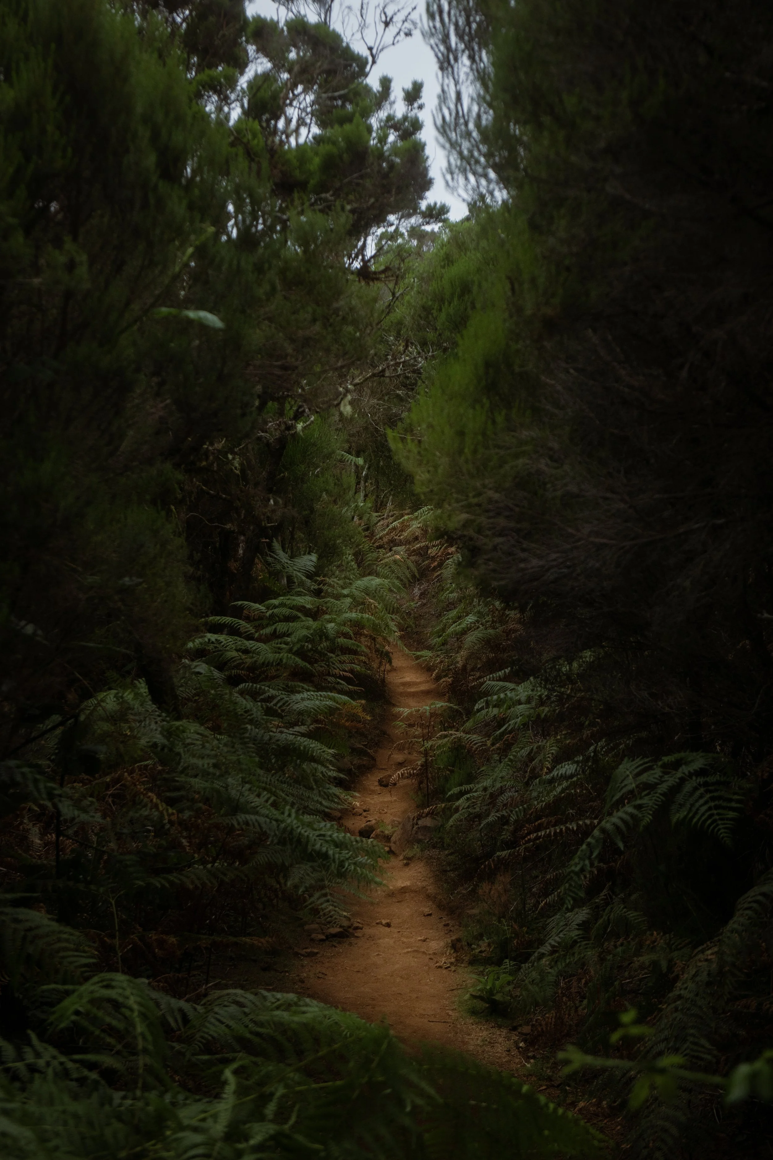 Fanal Forest, Madeira