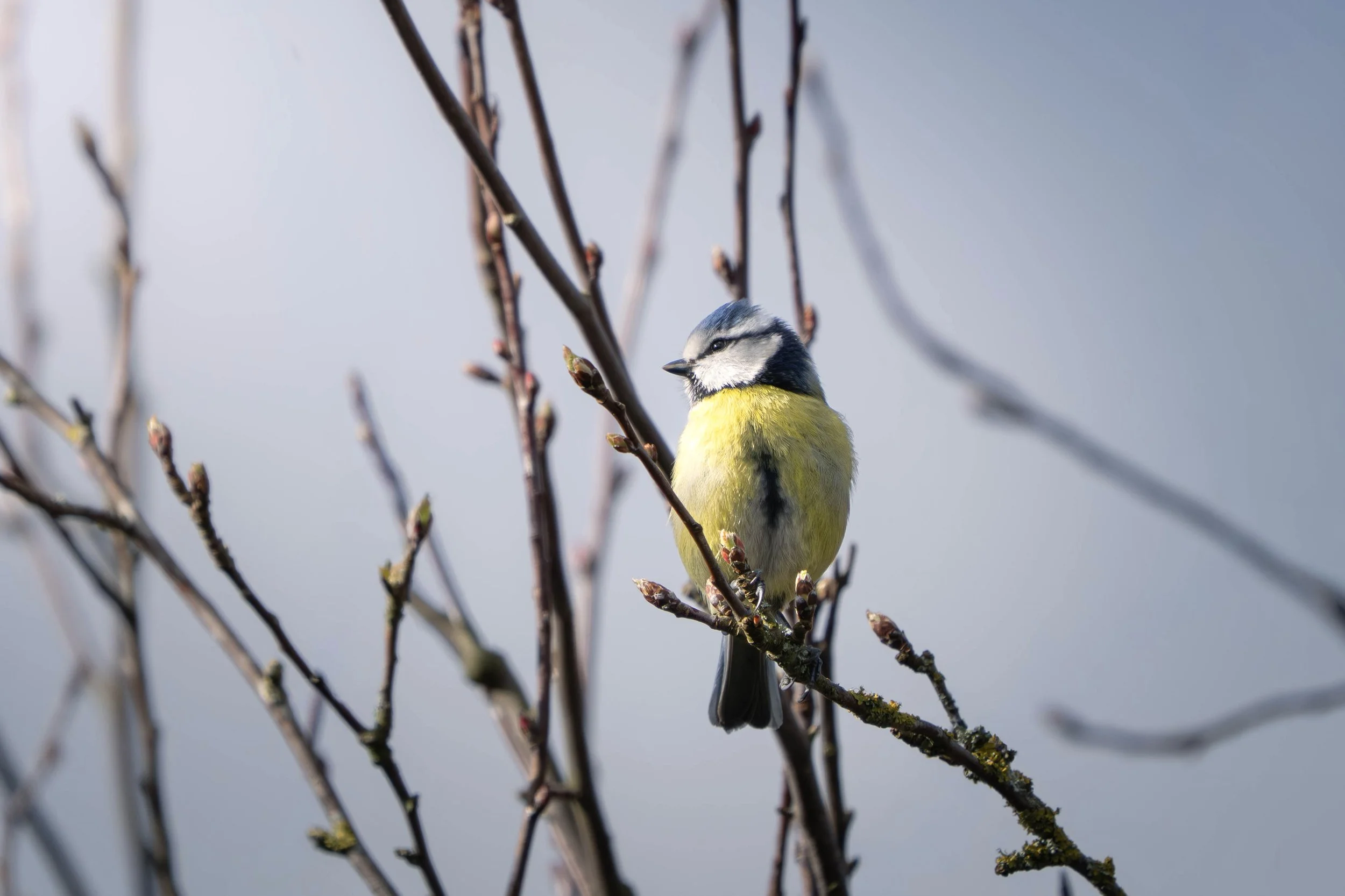 Eurasian Blue Tit