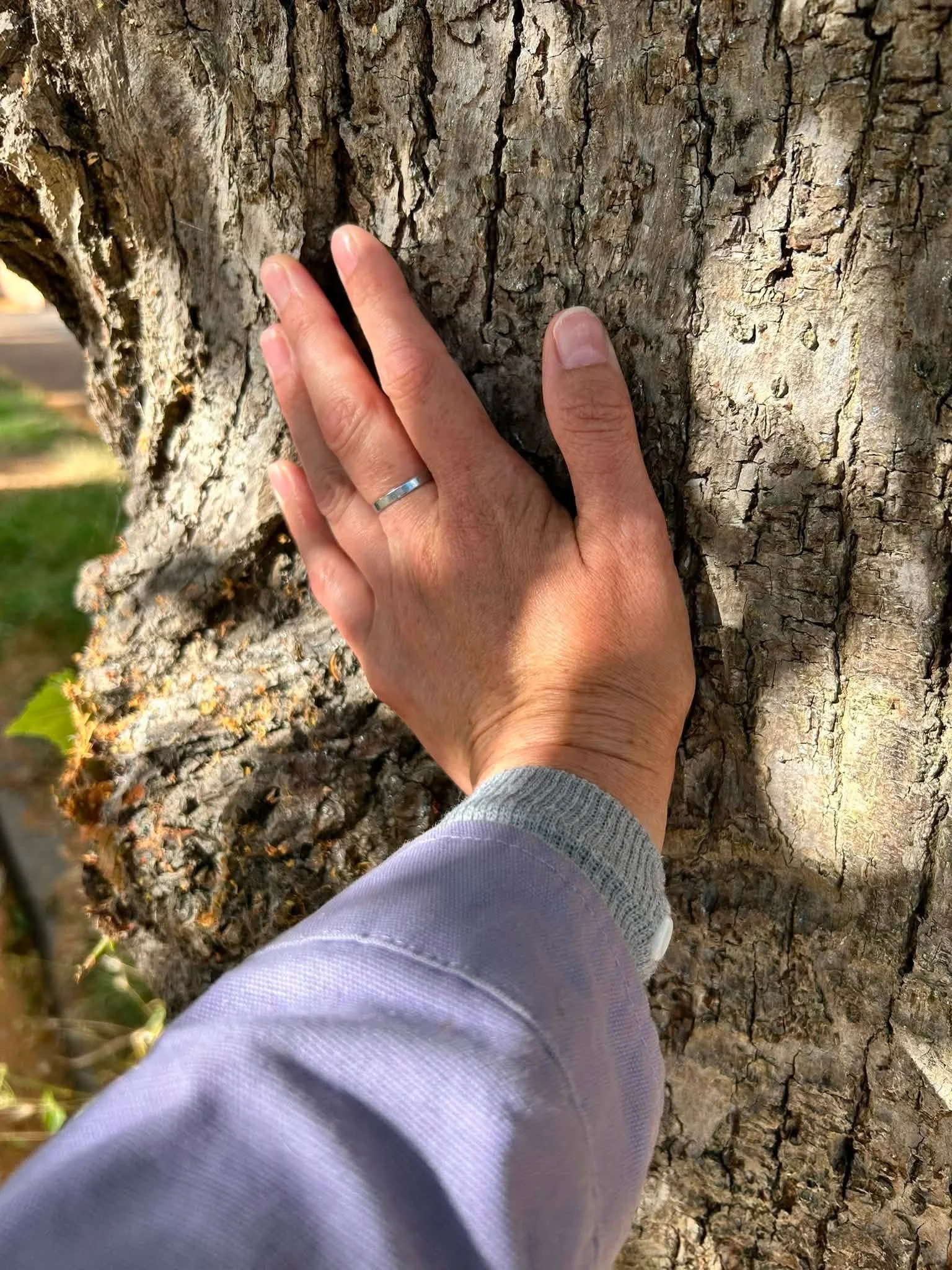 tree2.jpg