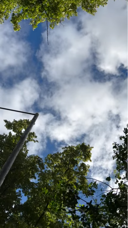 treesky.png