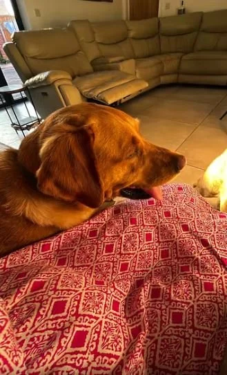 dog.JPG