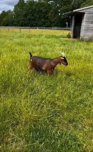 goat.JPG