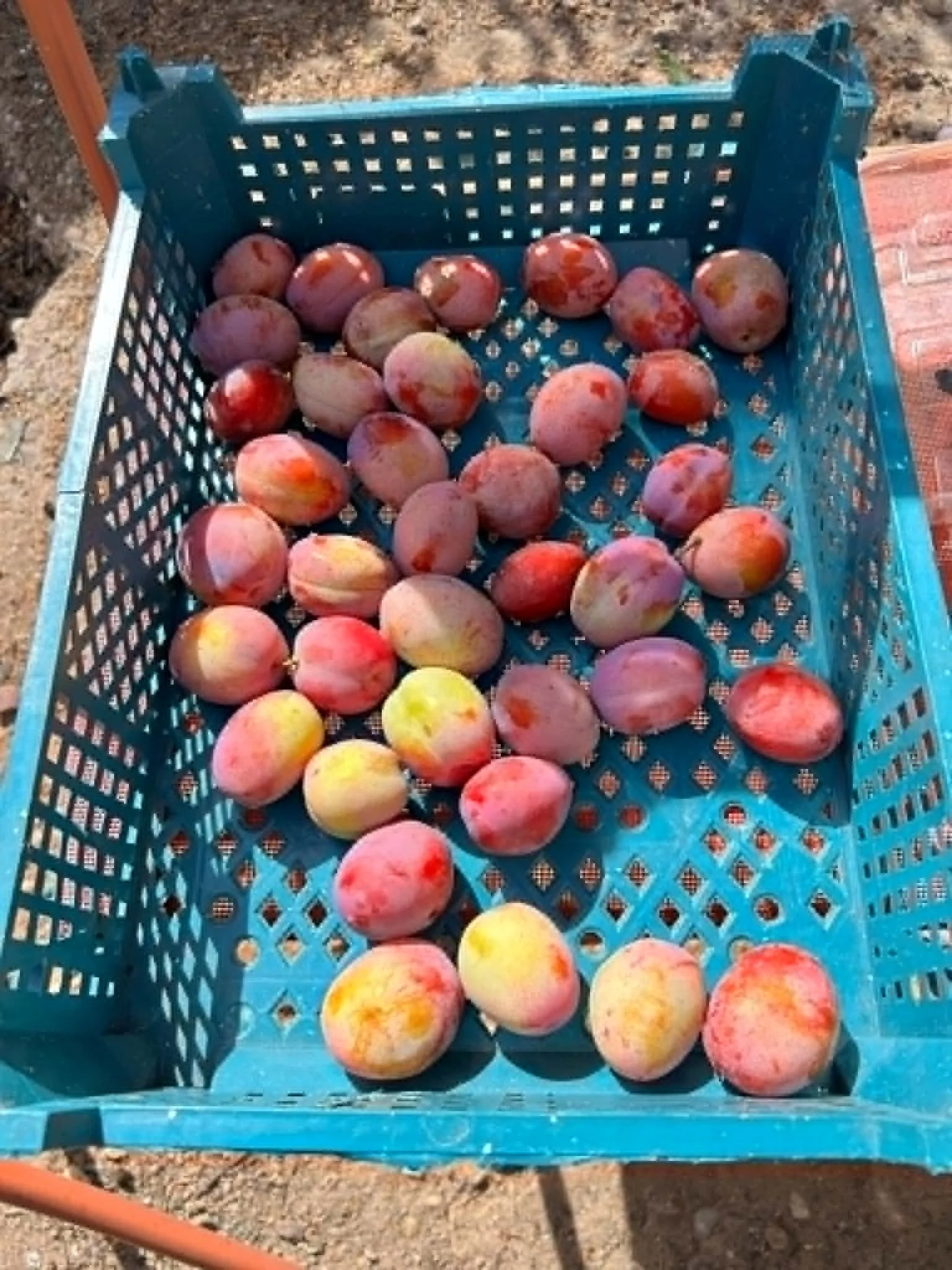 Root &amp; Rise Rambles #6: Plums, pub lunches and finding a little space to breathe…