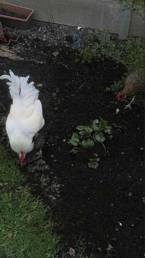 A chicken and a duck peck at soil in a garden bed.