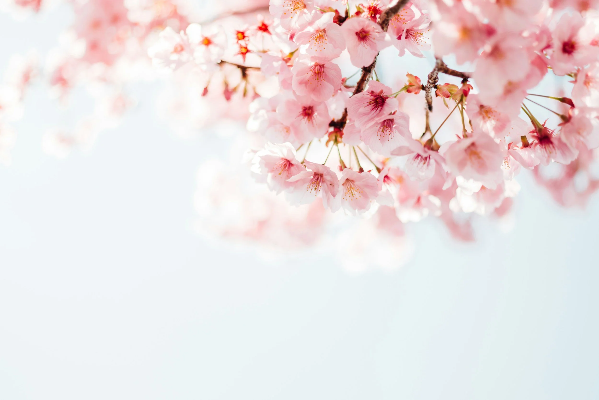 Close-up of pink cherry blossoms on branches with soft sunlight background.