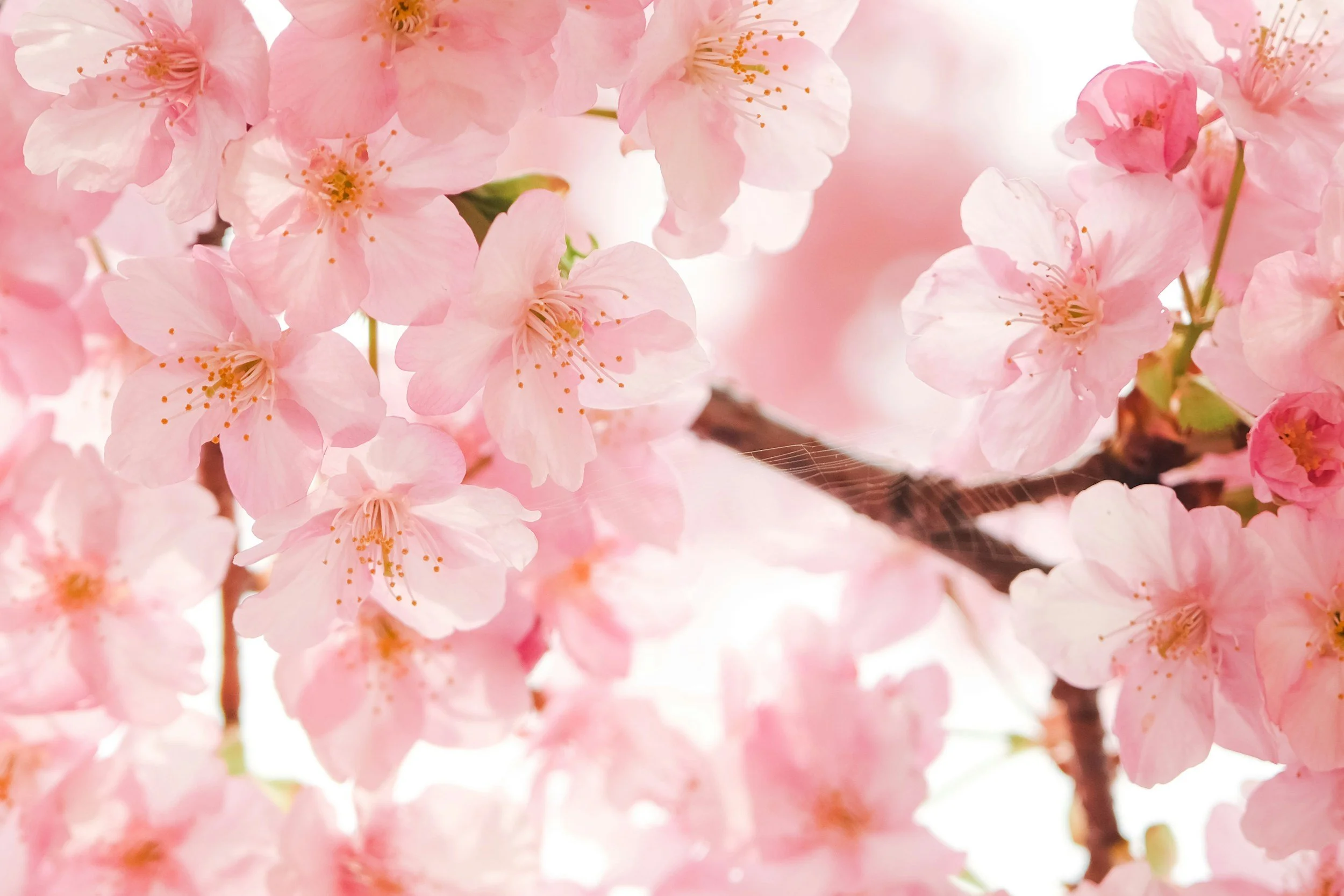Close-up of pink cherry blossoms blooming on a tree branch, with soft light background.