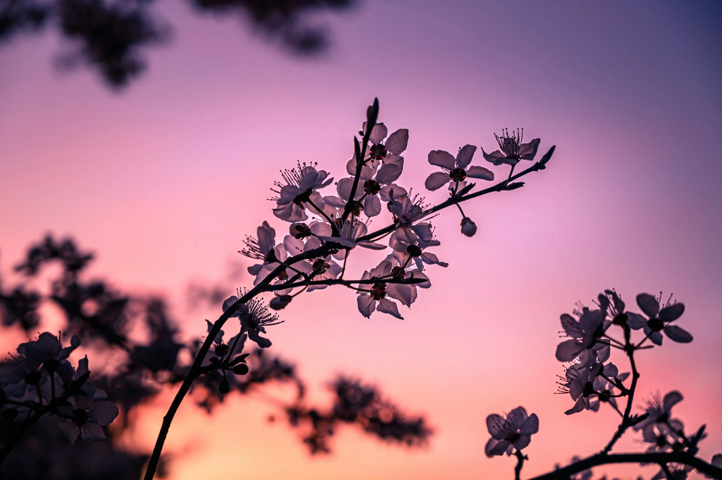 Close-up view of pink cherry blossoms on a branch against a colorful sunset sky with pink, purple, and orange hues.