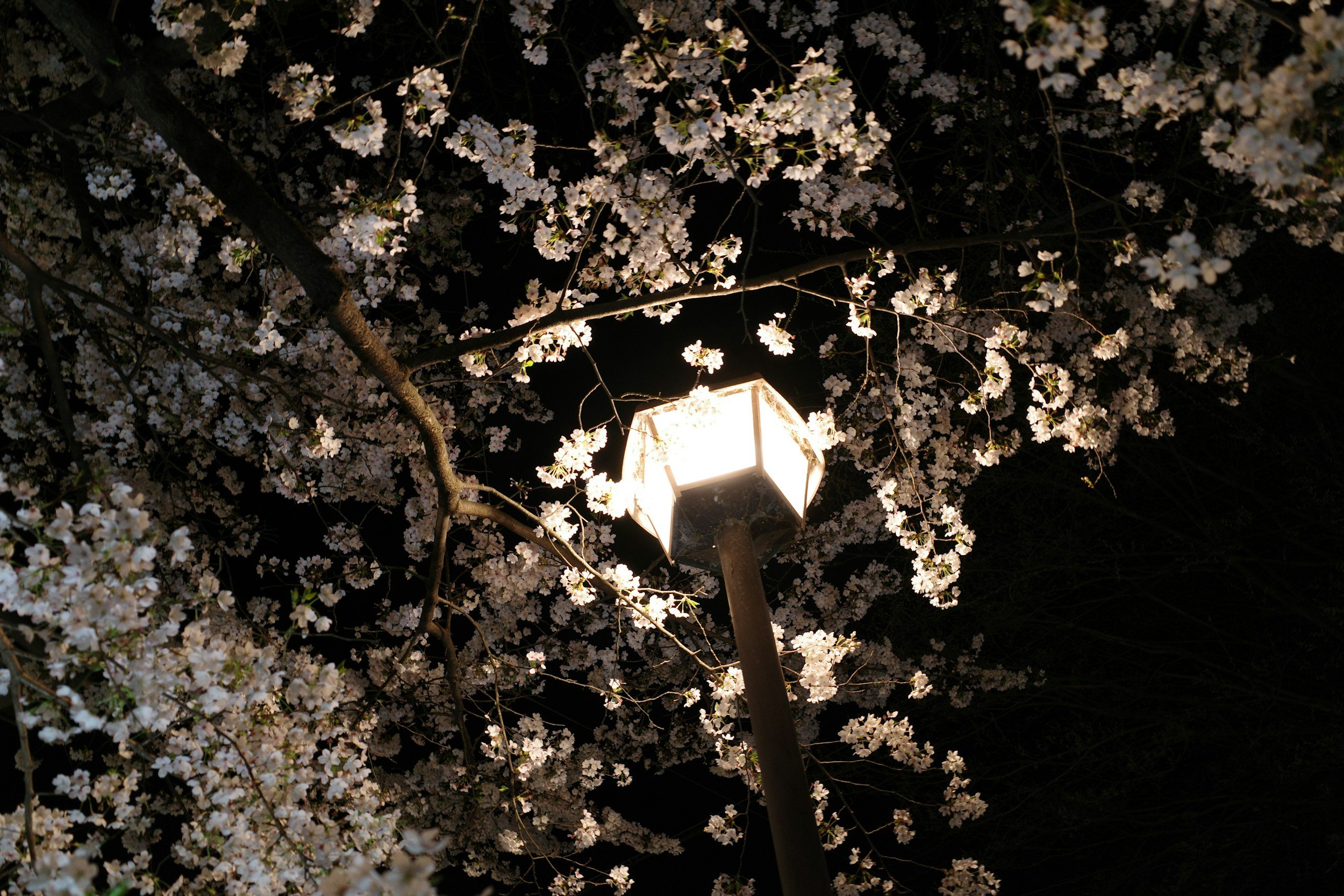 Night scene of cherry blossoms illuminated by a lamp post.