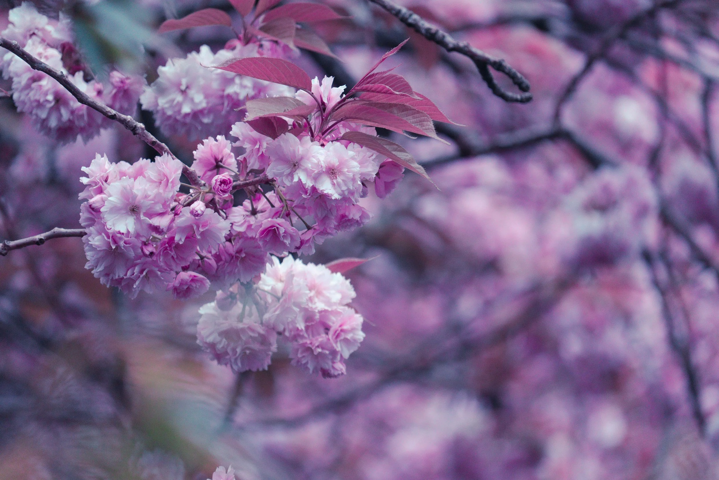 Close-up of pink cherry blossoms on a tree branch with pink and purple leaves in the background.