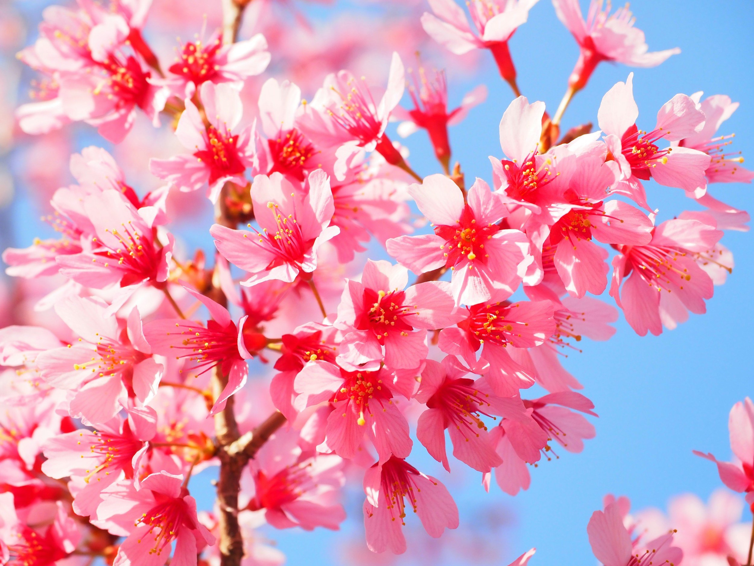 Cherry Blossoms