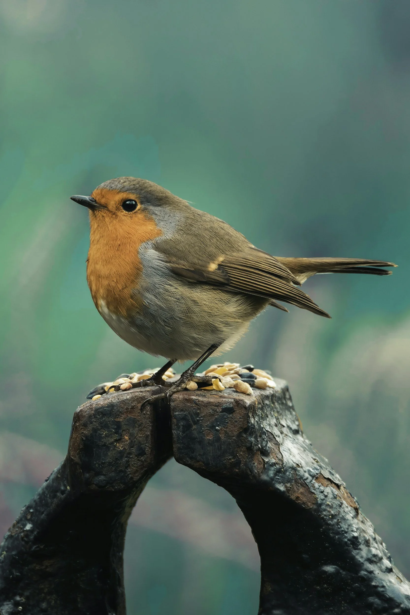 Bird Watching/Identification