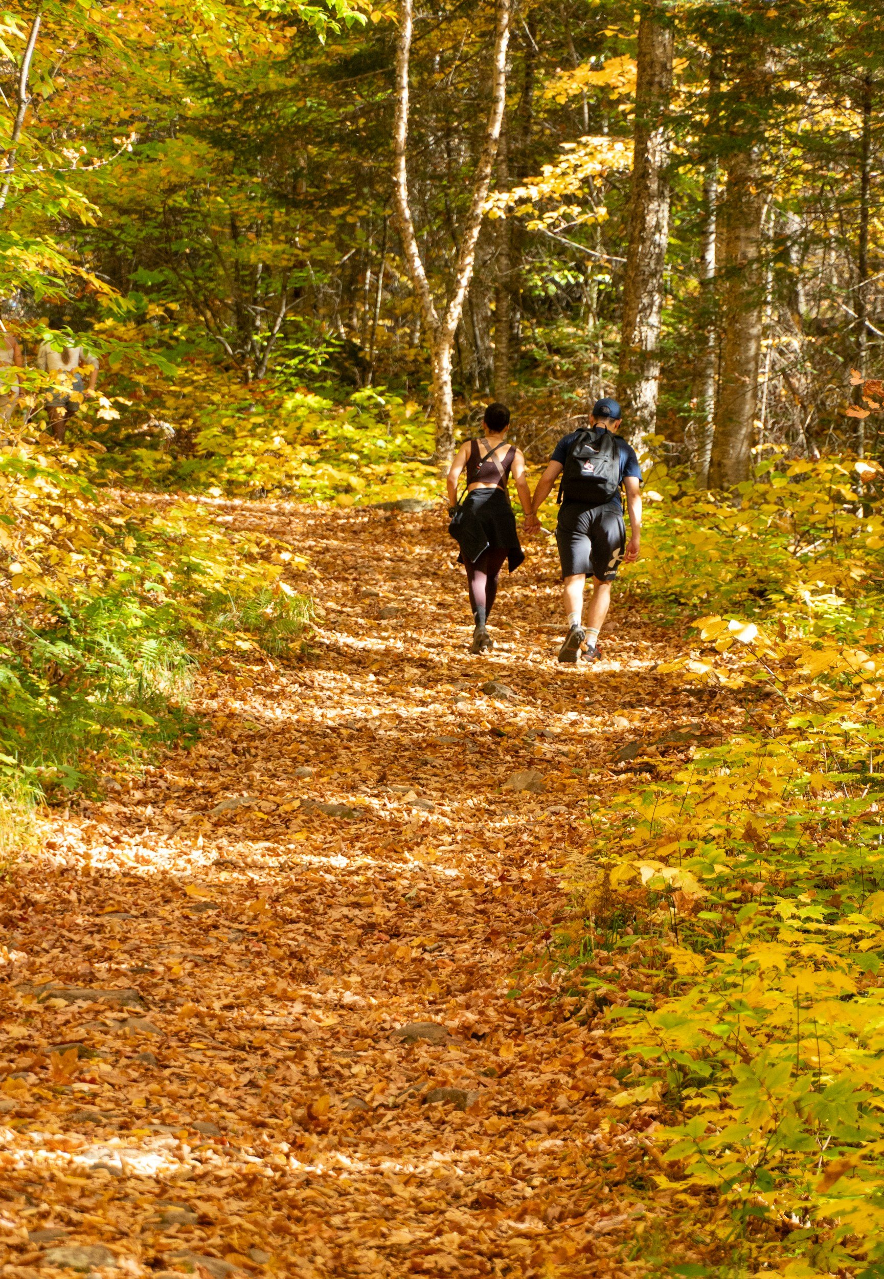 Wild Turkey Trail Trot