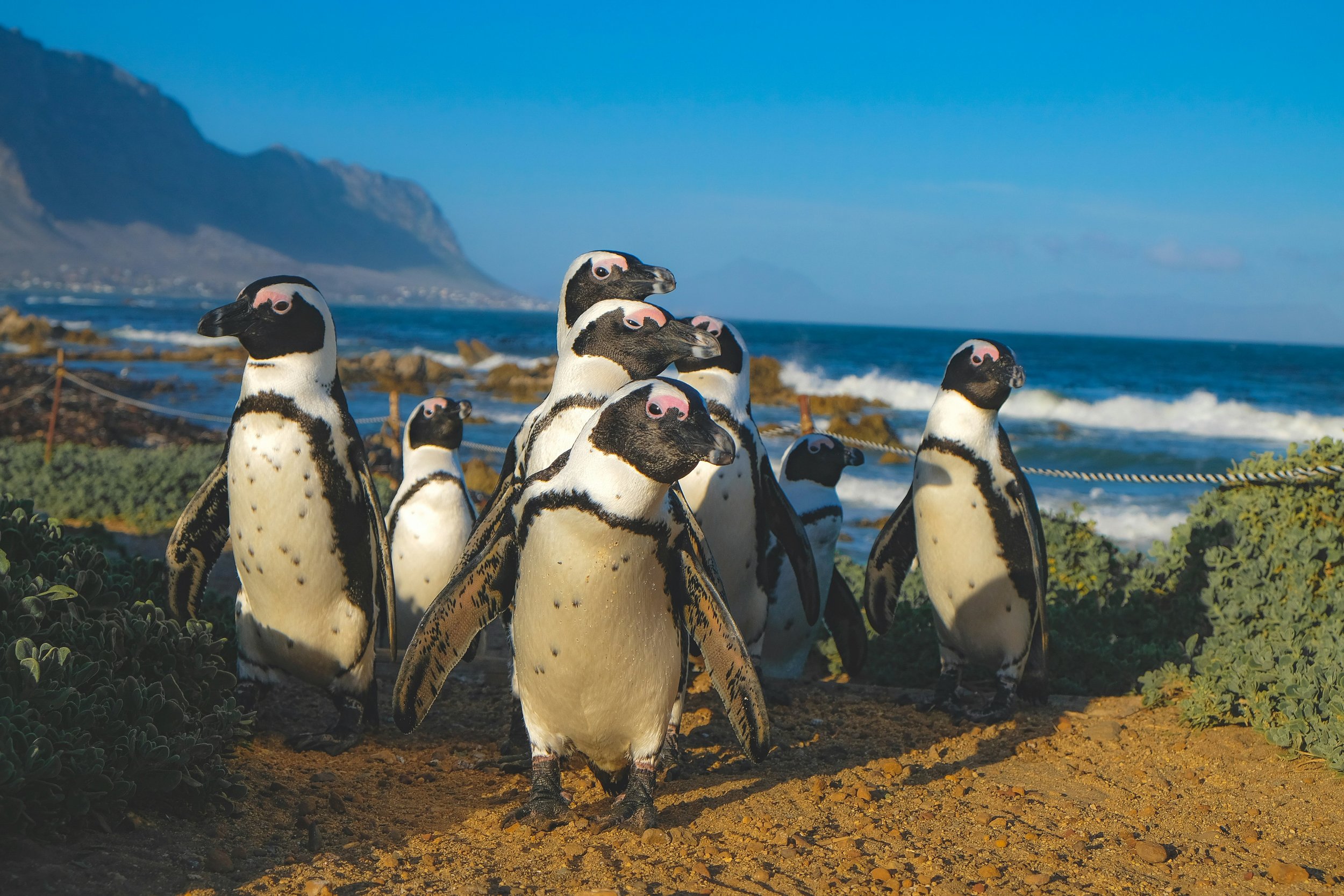 Penguins in Africa, image courtesy of AmaWaterways.