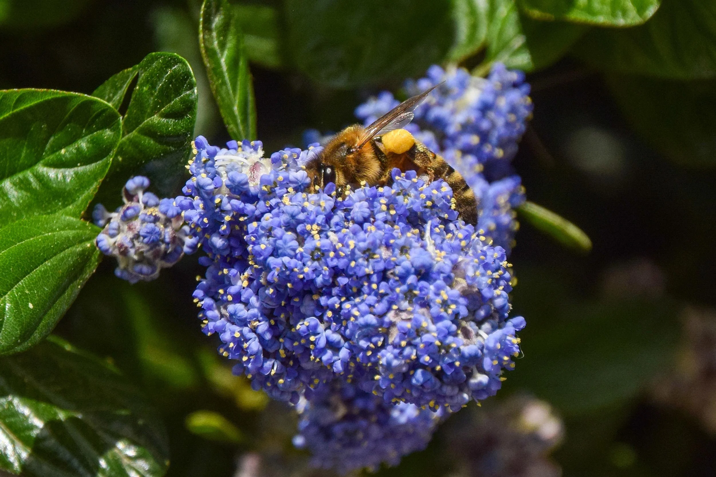 lilac_Web.jpg