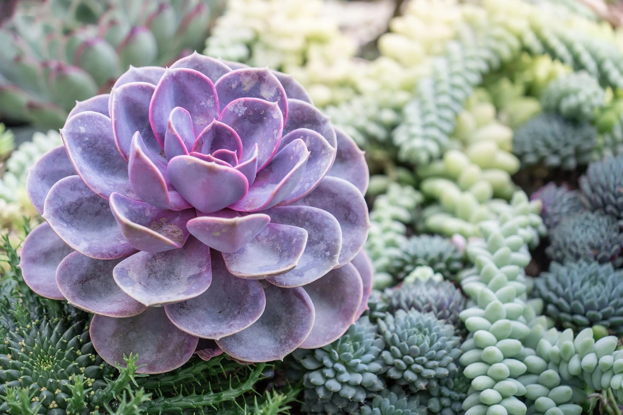Succulents-Web.jpg