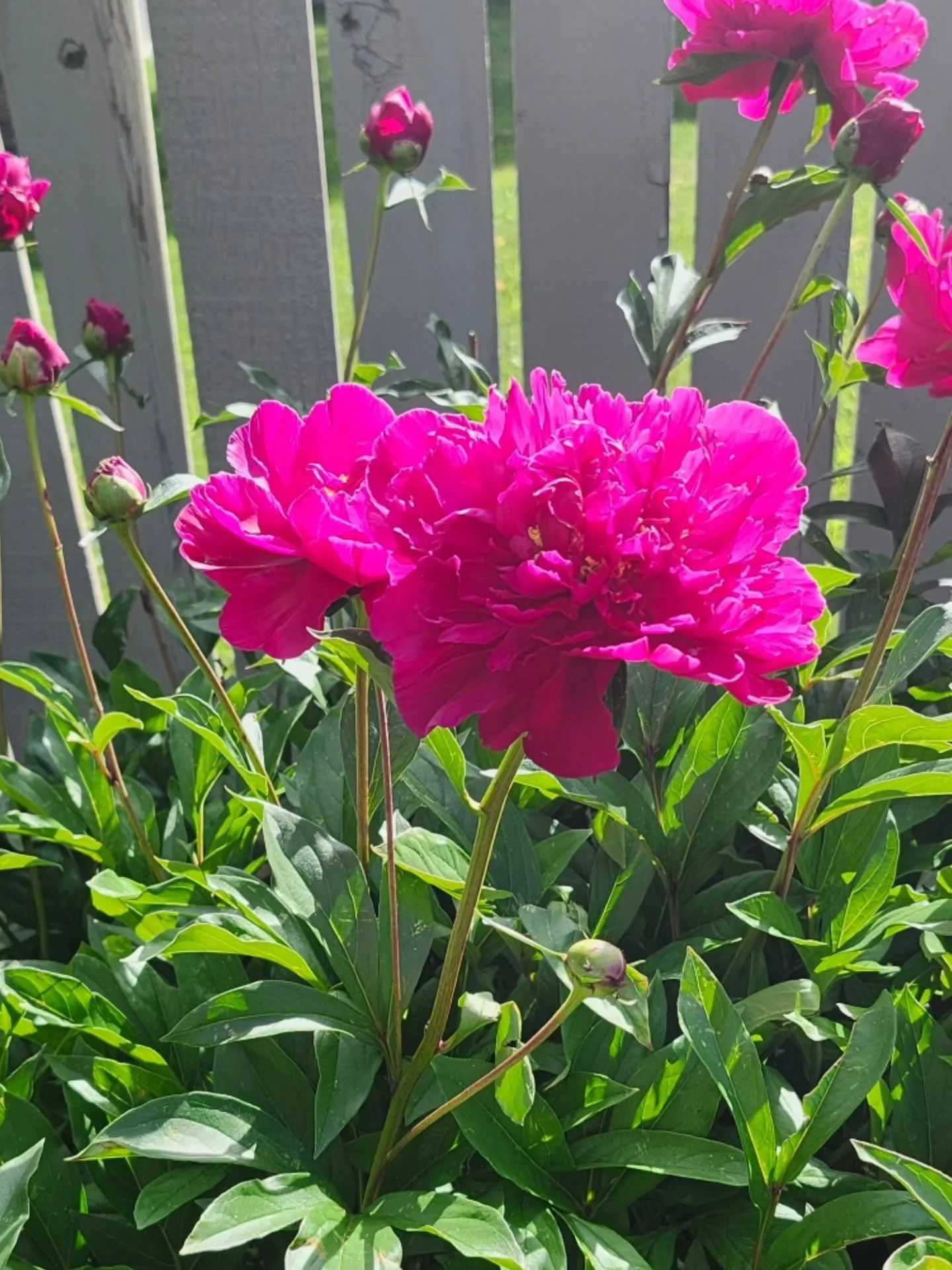 We moved in December and I had no clue what I was inheriting in my garden. She finally bloomed and this is the exact same peony I had at my old place. It makes me so happy to have fresh reference material for my art yearly! 

#peony #artreference #ta