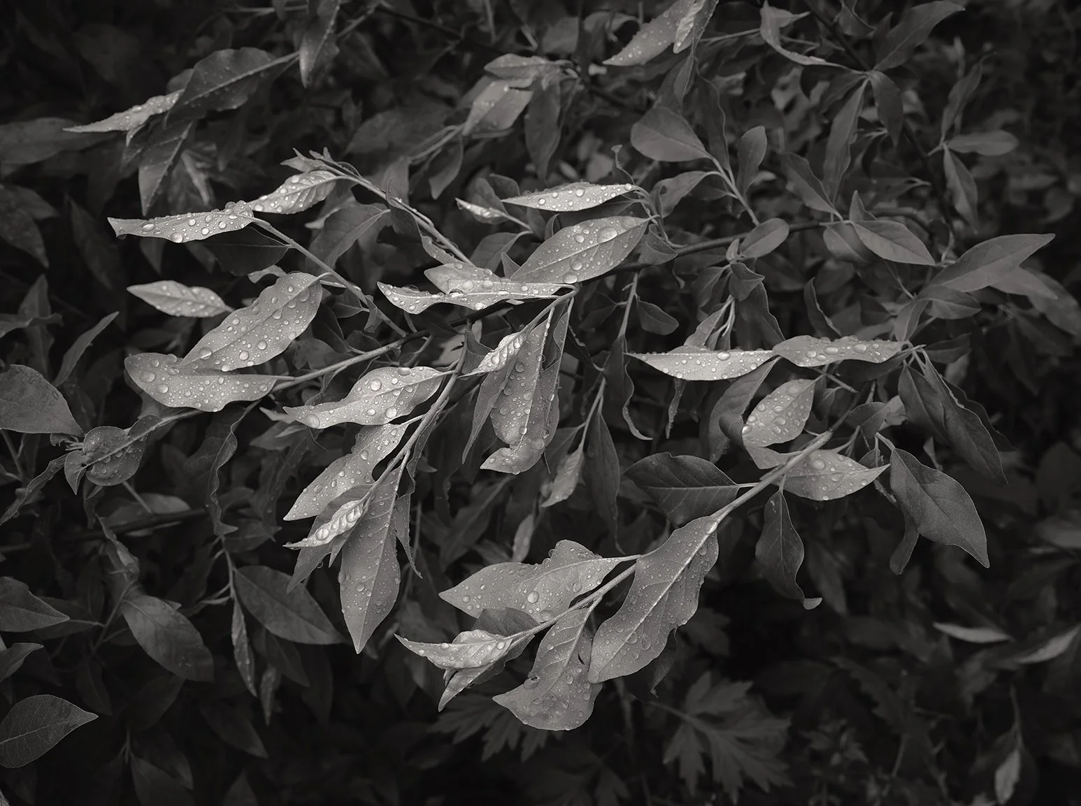 fine_art_21.jpg