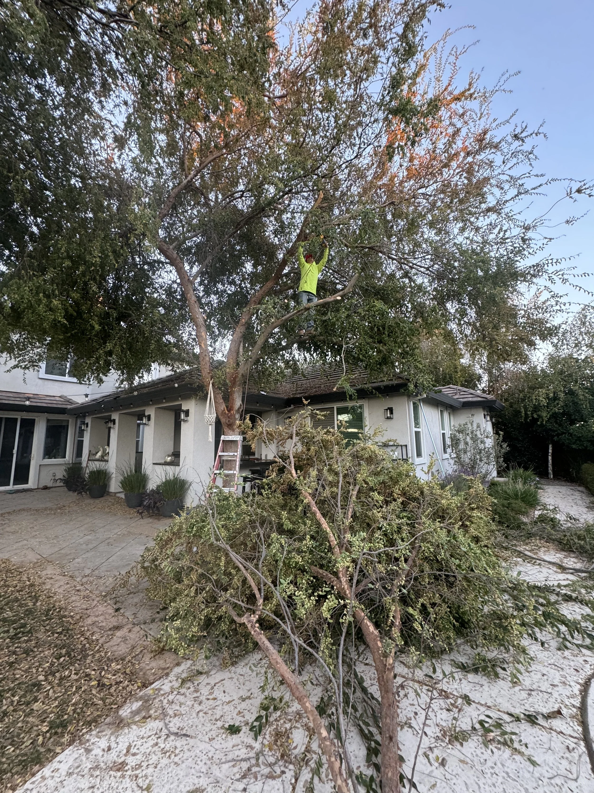 Expert Tree Pruning & Trimming Services