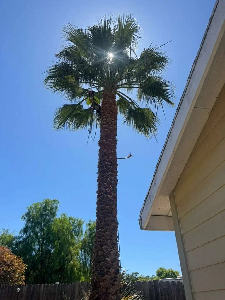 Professional tree removal