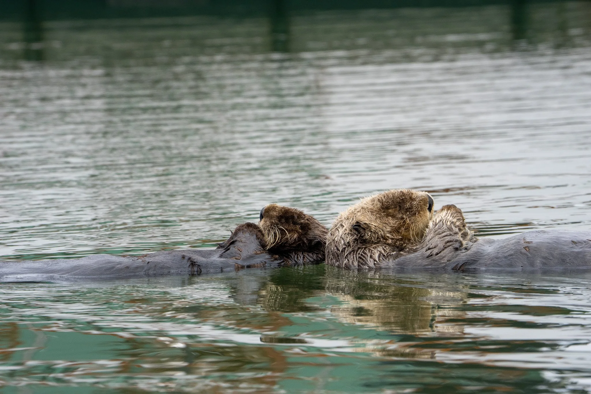 Sea Otters