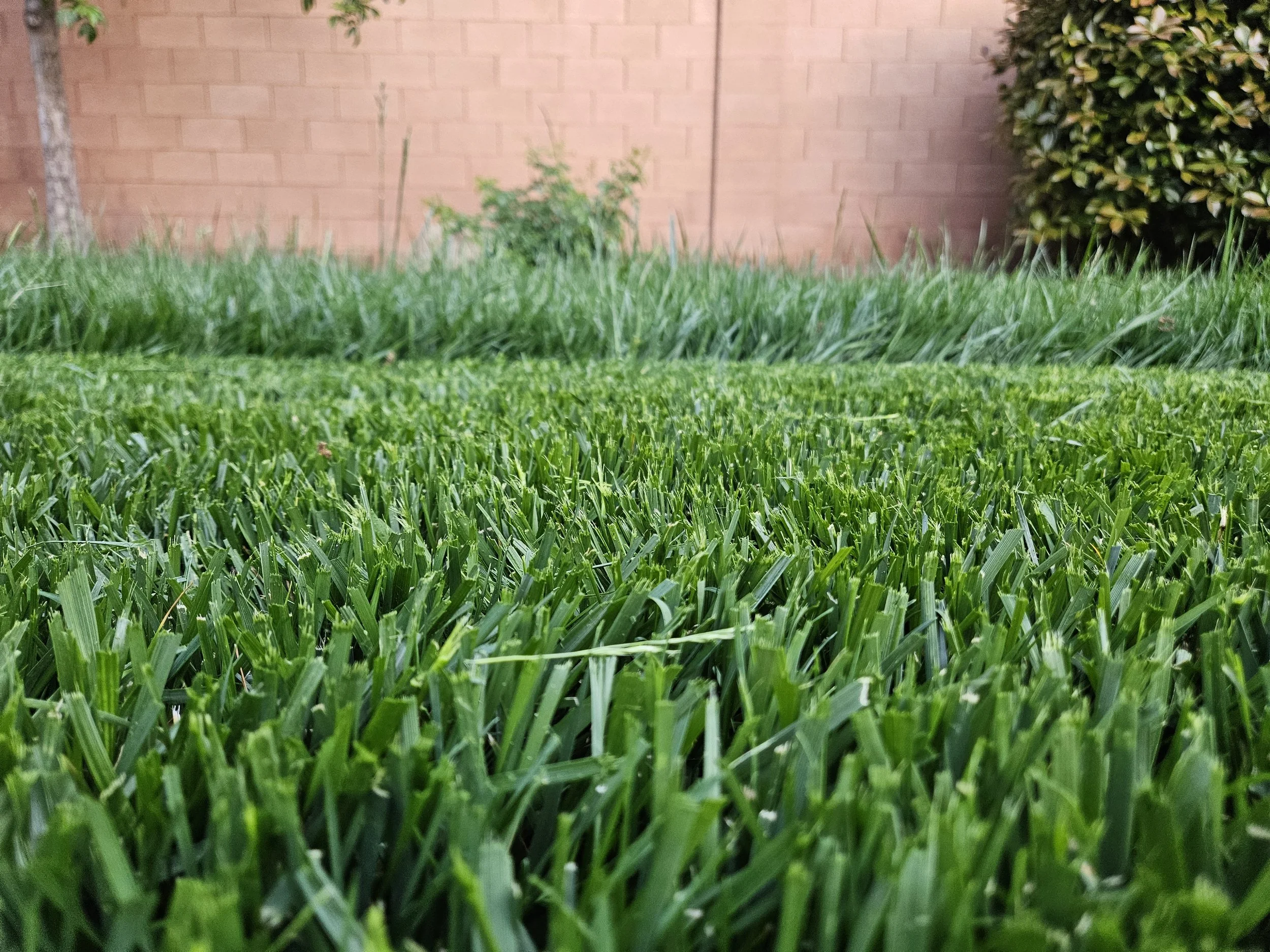 Close-up of well-maintained green grass with a brick wall, a tree trunk, and green shrubbery in the background.