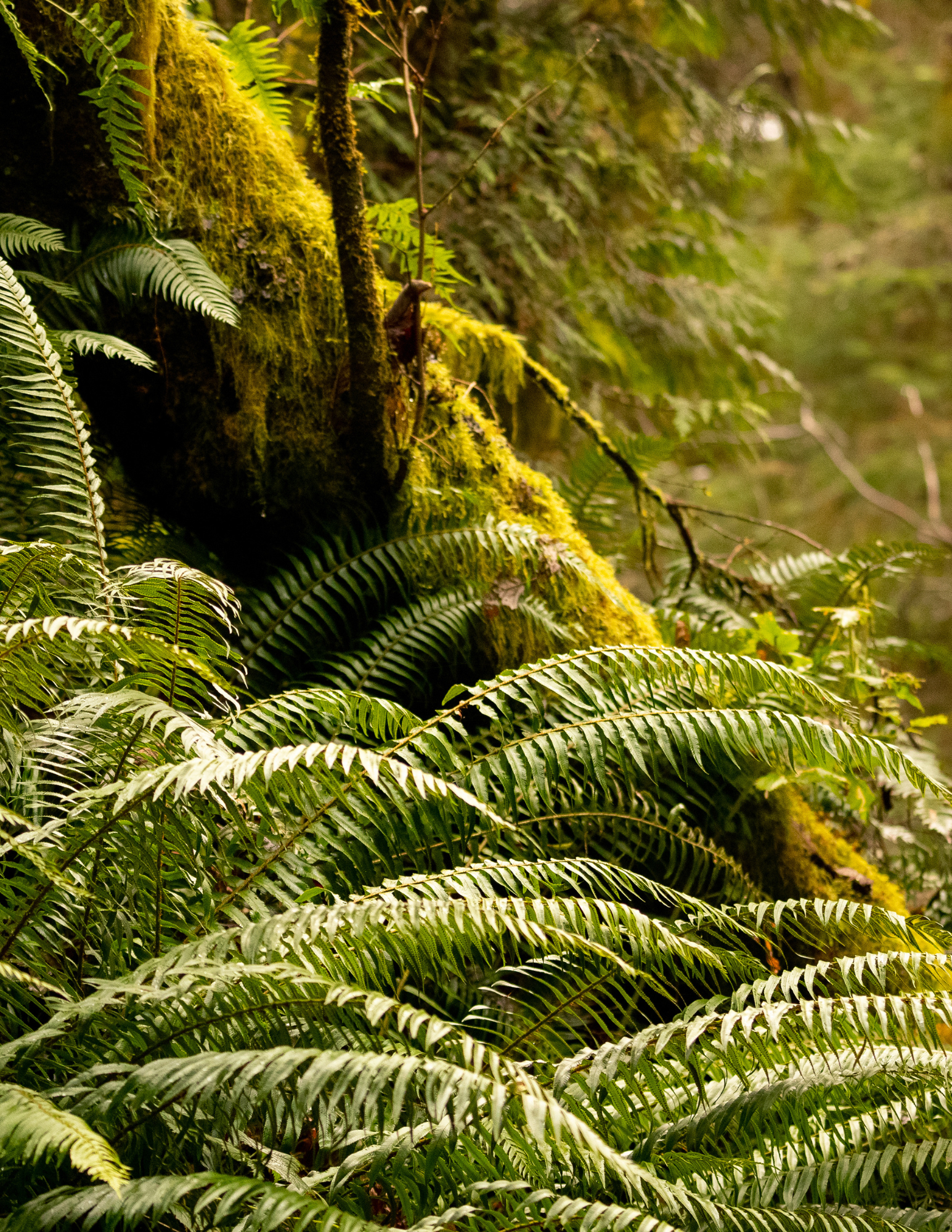 Dense forest with moss-covered trees and abundant green ferns.