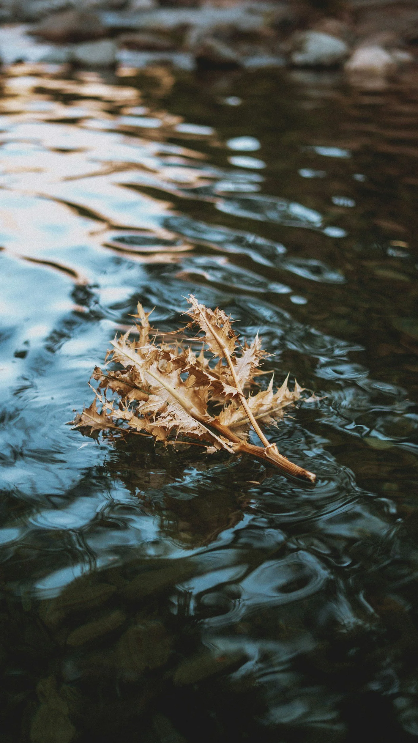A dried, brown, thorny leaf floating on the surface of a dark, rippling body of water.
