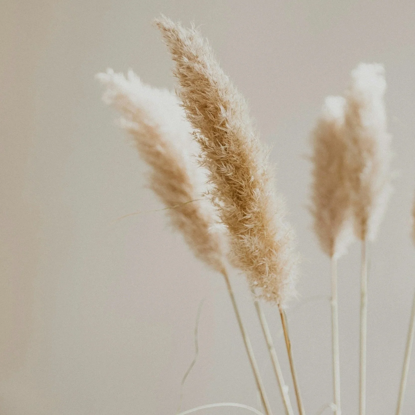 Four beige, fluffy pampas grass stems in a minimalist setting.