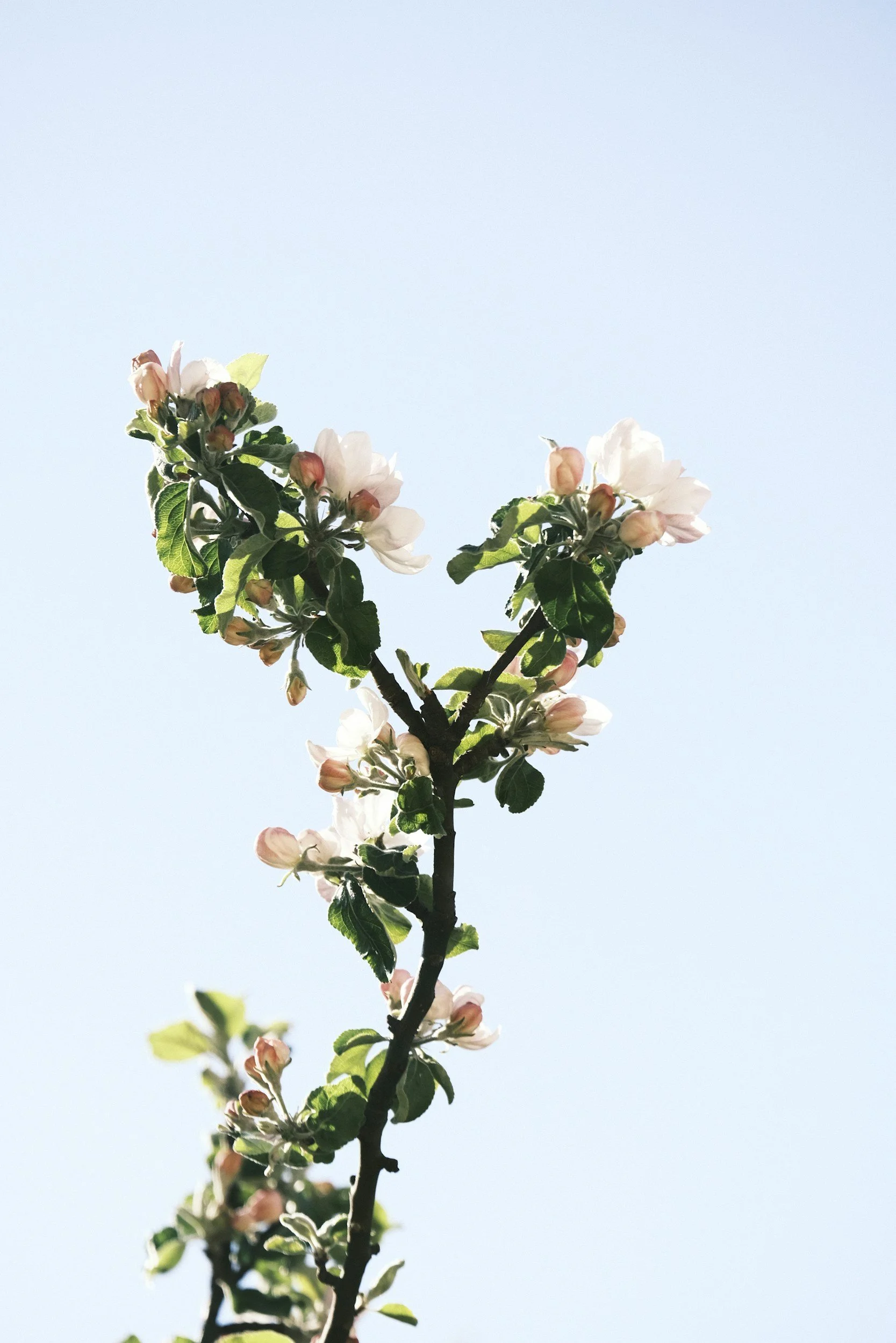 A branch of a flowering tree with white and pink blossoms against a pale blue sky.