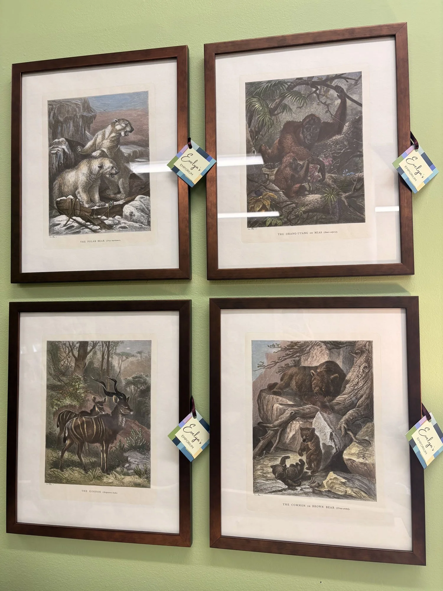 Animal Etchings — The Brown Bear, The KooDoo (Kudu), The Orang-utang, The Polar Bear