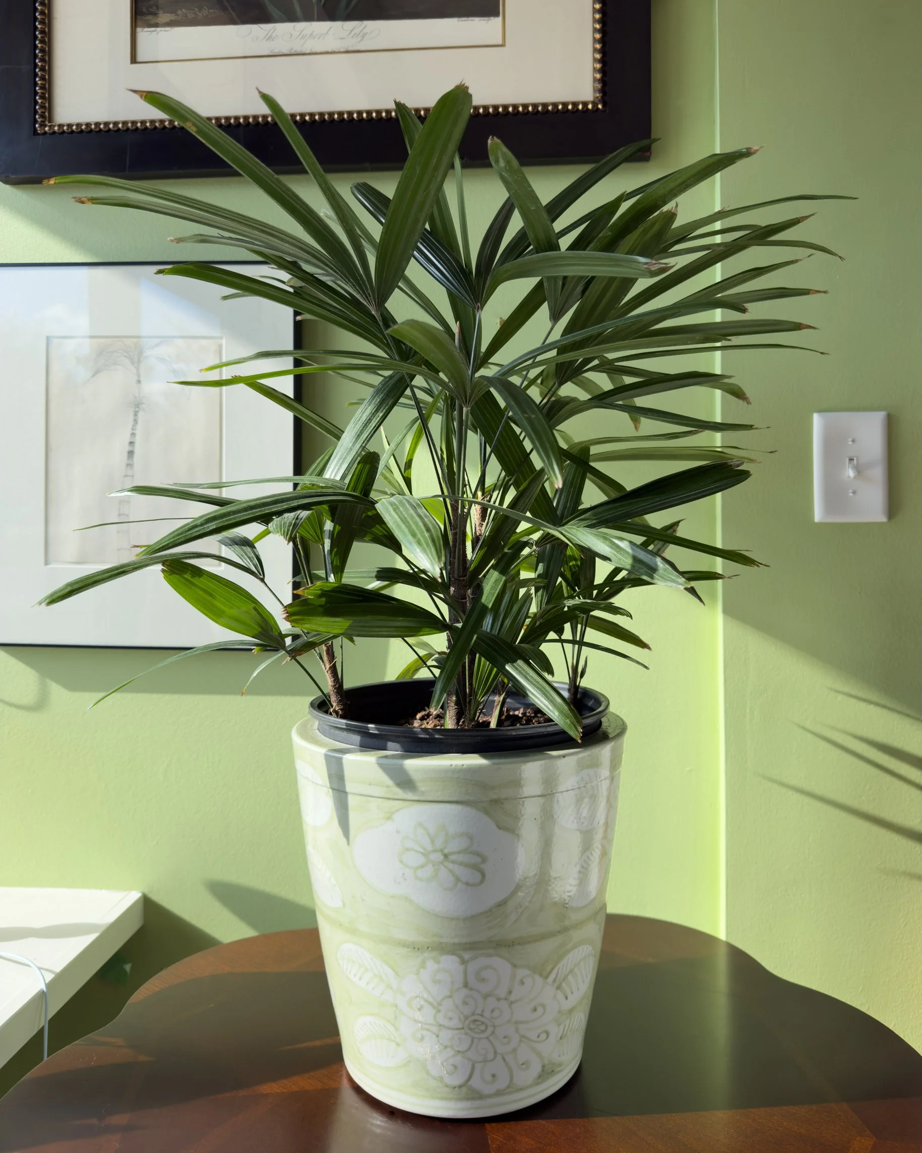 Green and White Planter
