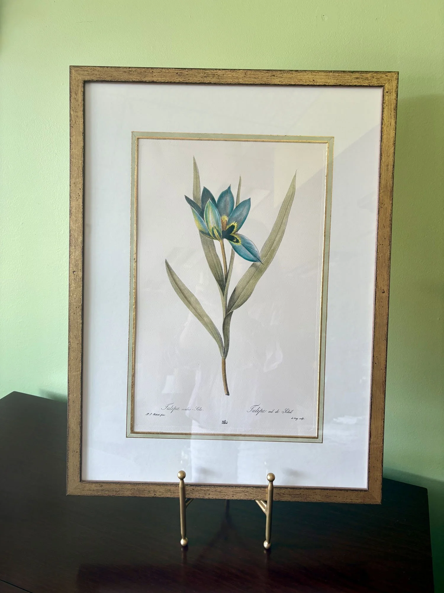 “Sun’s Eye Tulip” Hand-Painted Botanical Print with Hand-Painted French Matting