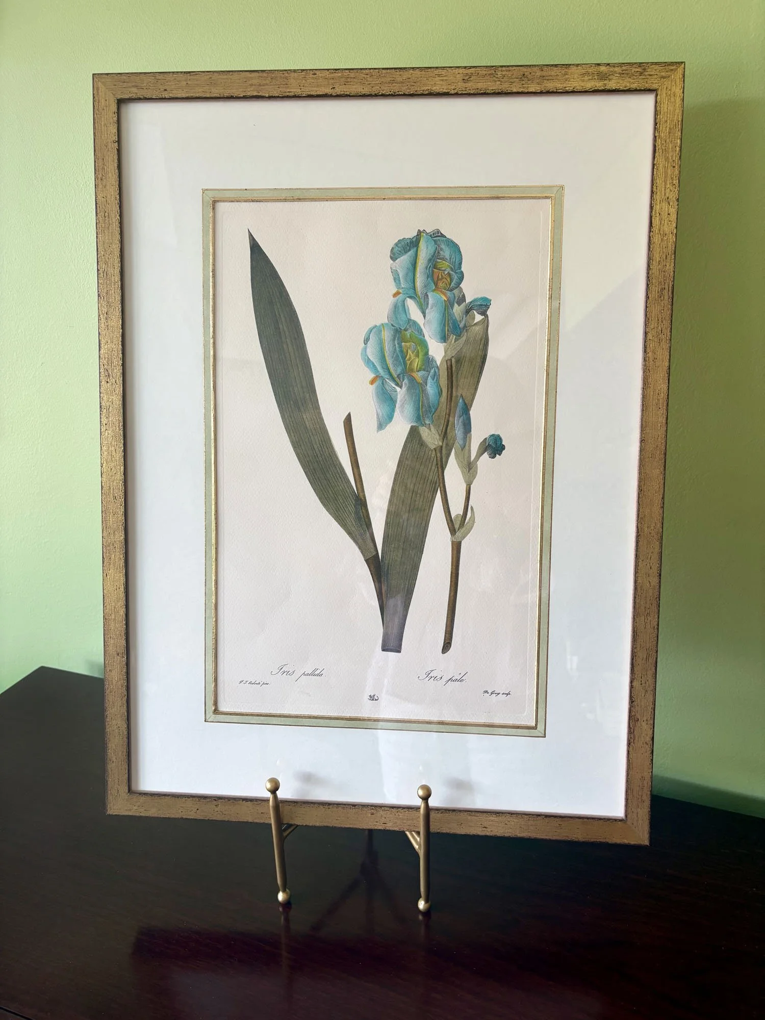 “Dalmatian Iris” Hand-Painted Botanical Print with Hand-Painted French Matting
