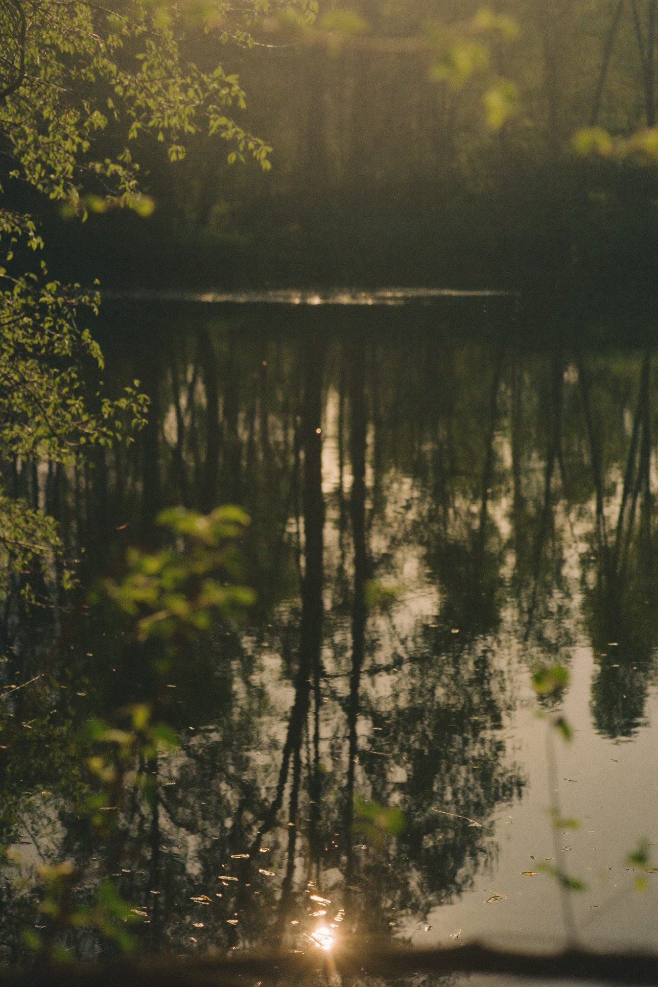 A serene pond reflecting trees and the sunlight during dawn or dusk, with surrounded green foliage.