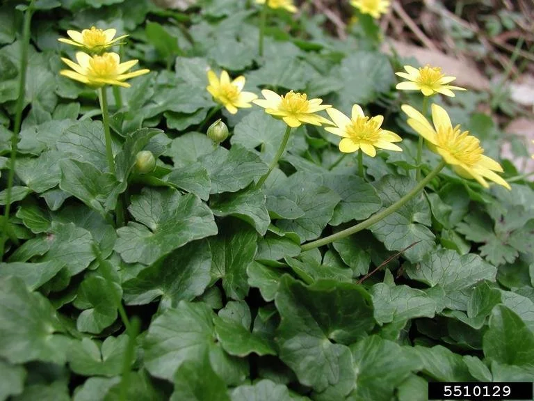 bright yellow flowers with eight radiating petals with green stems and flat broad rounded green leaves