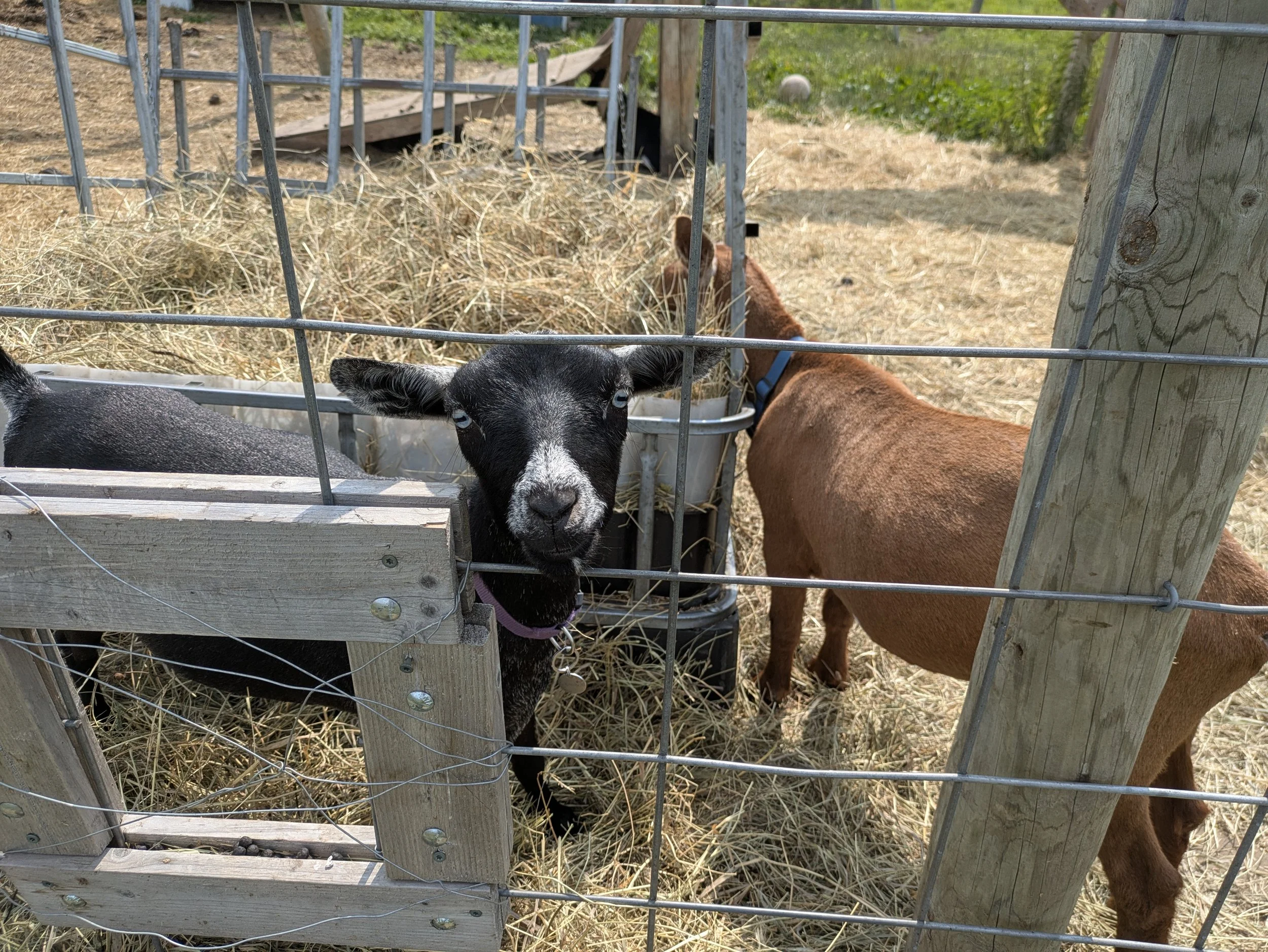 goats behind fence eating straw and looking at camera