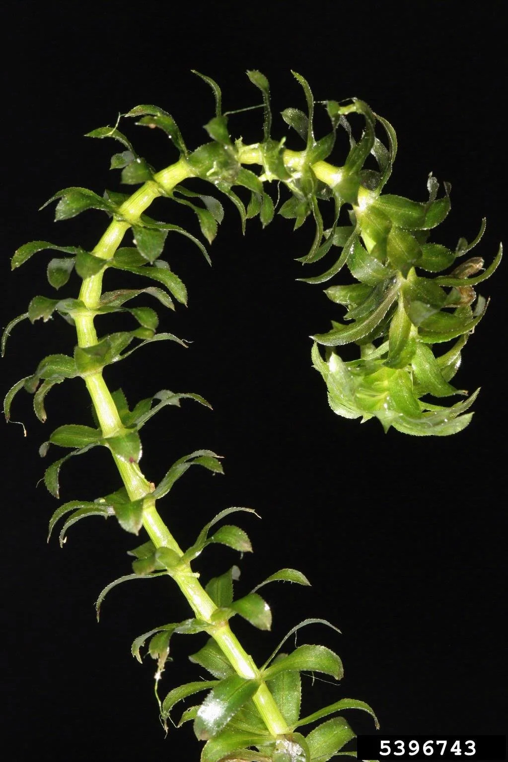 small green leaves grow up a light green stem curling into itself like a young fern