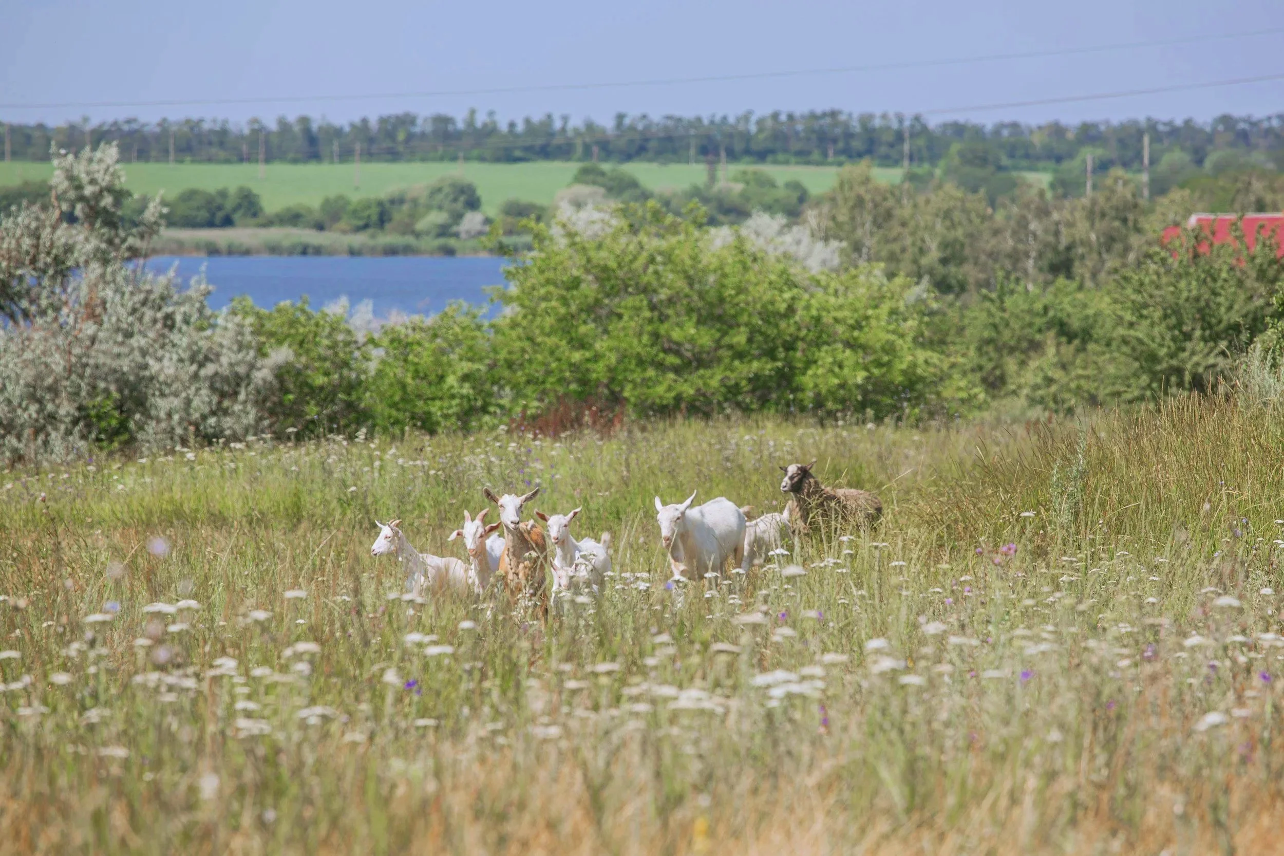 goats graze in wildflower field with pond and trees in background