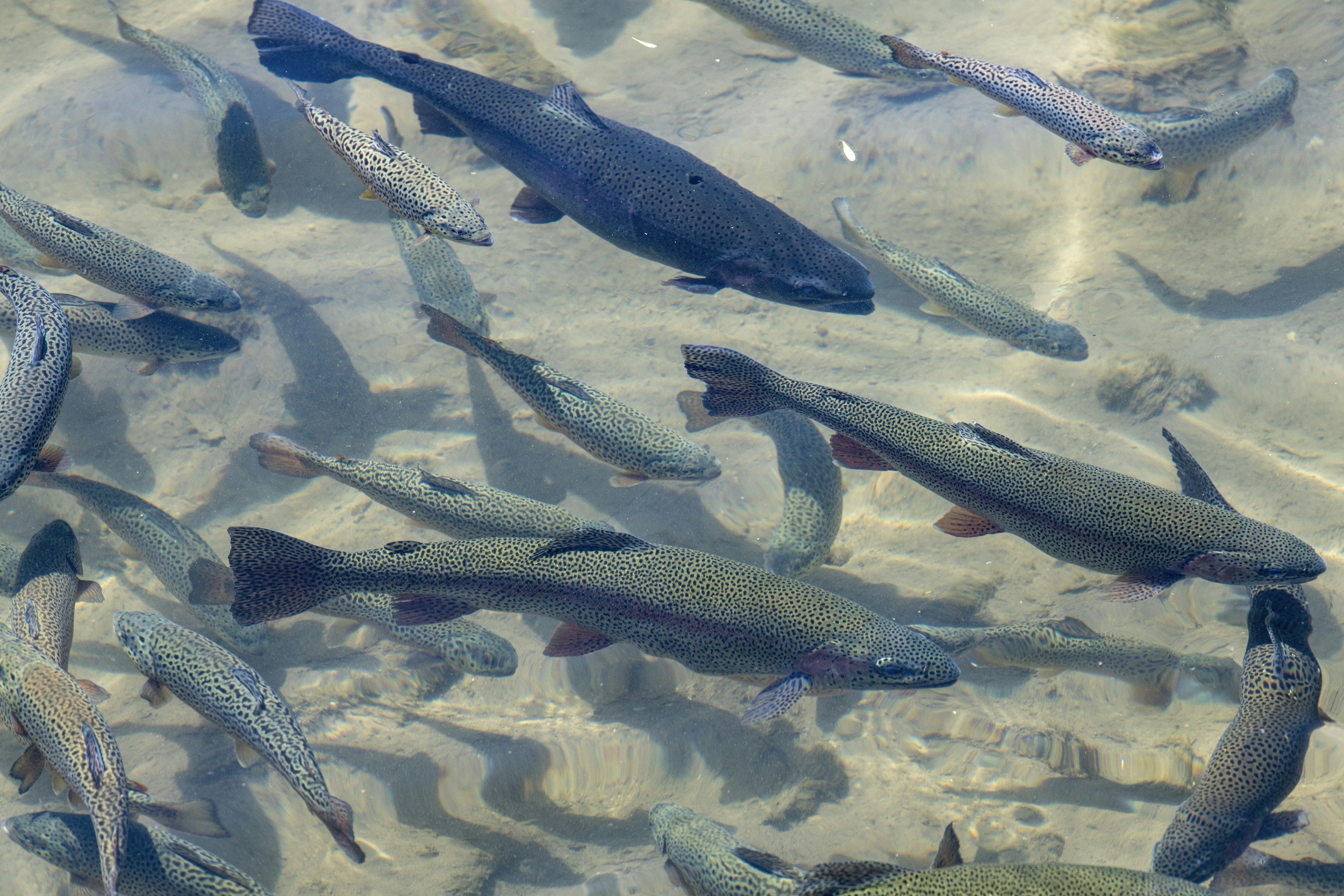 small brook trout swim in clear sandy stream